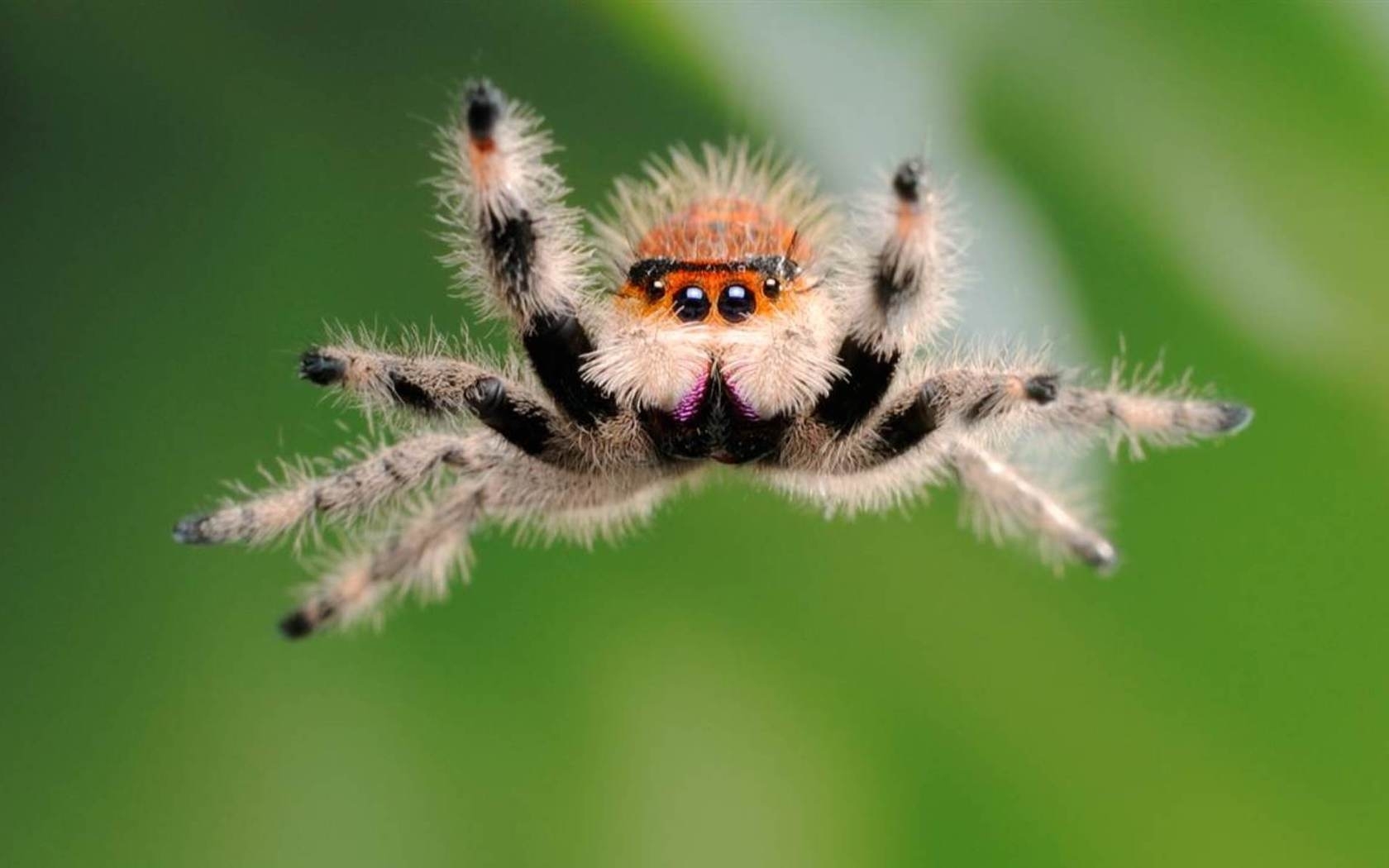 26296 скачать обои пауки, насекомые, животные, зеленые - заставки и картинки бесплатно