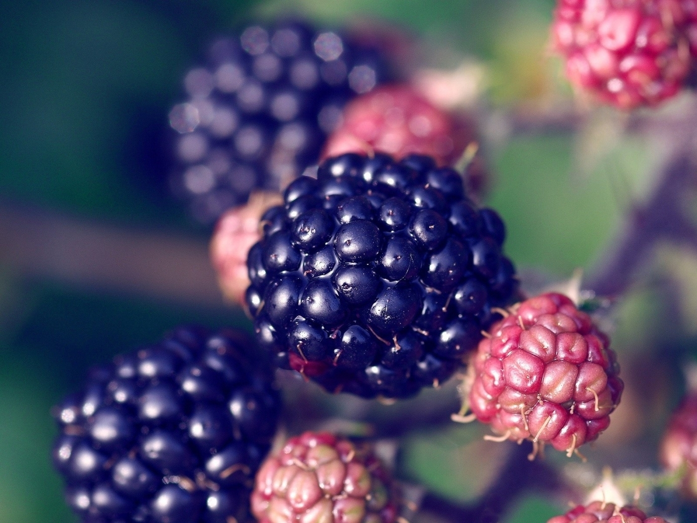 Download mobile wallpaper Berries, Blackberry, Food, Fruits for free.