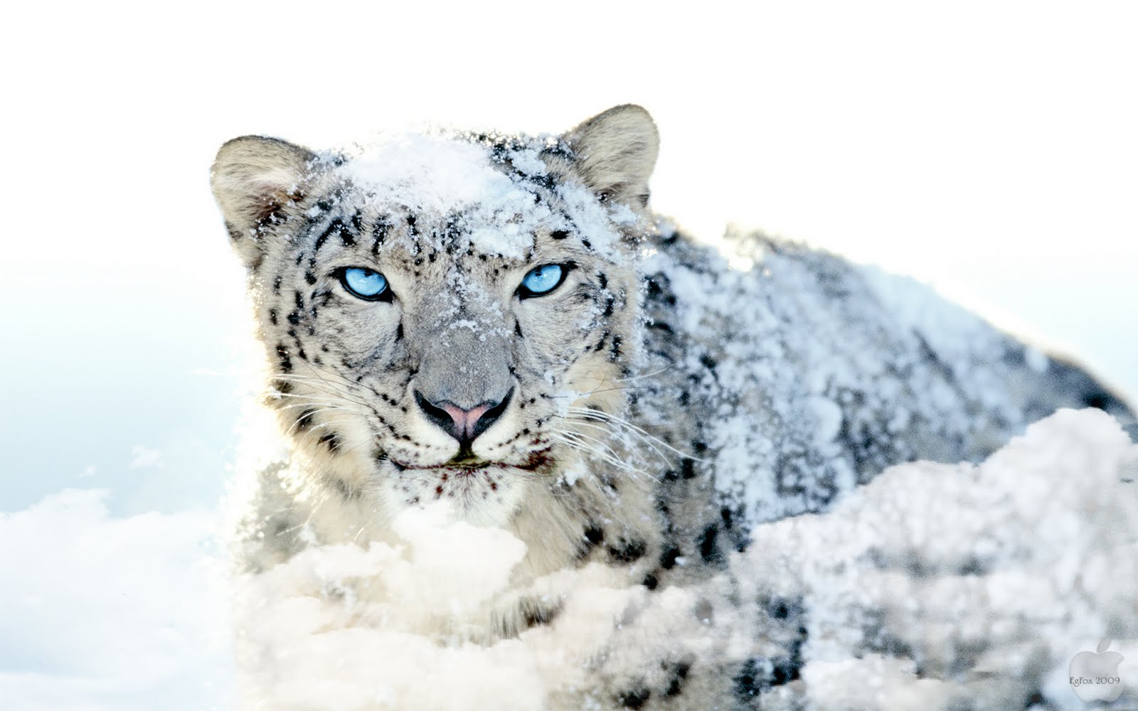 276237 Hintergrundbild herunterladen schneeleopard, tiere, katzen - Bildschirmschoner und Bilder kostenlos