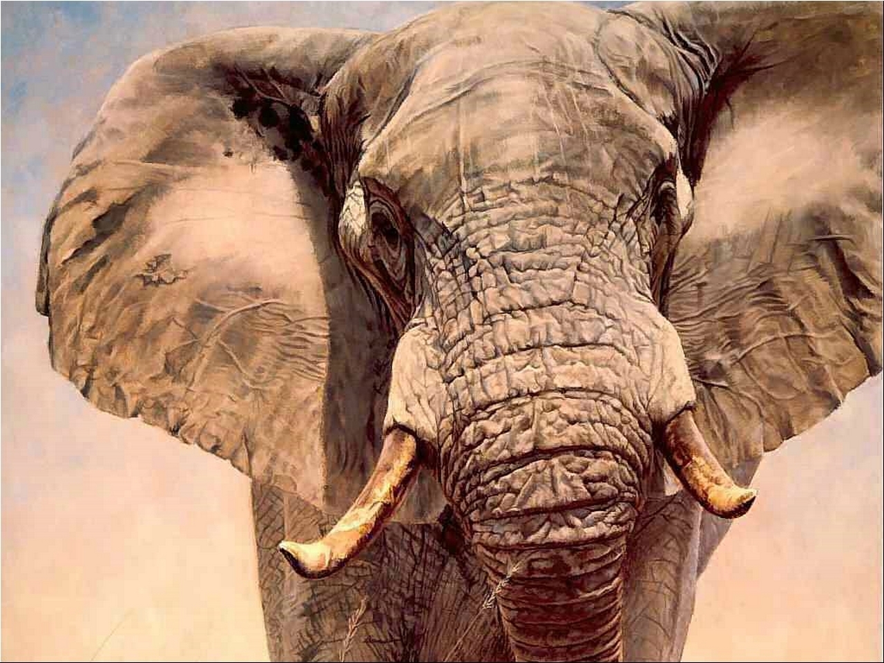 1435143 télécharger le fond d'écran animaux, éléphant de savane d'afrique, éléphant - économiseurs d'écran et images gratuitement