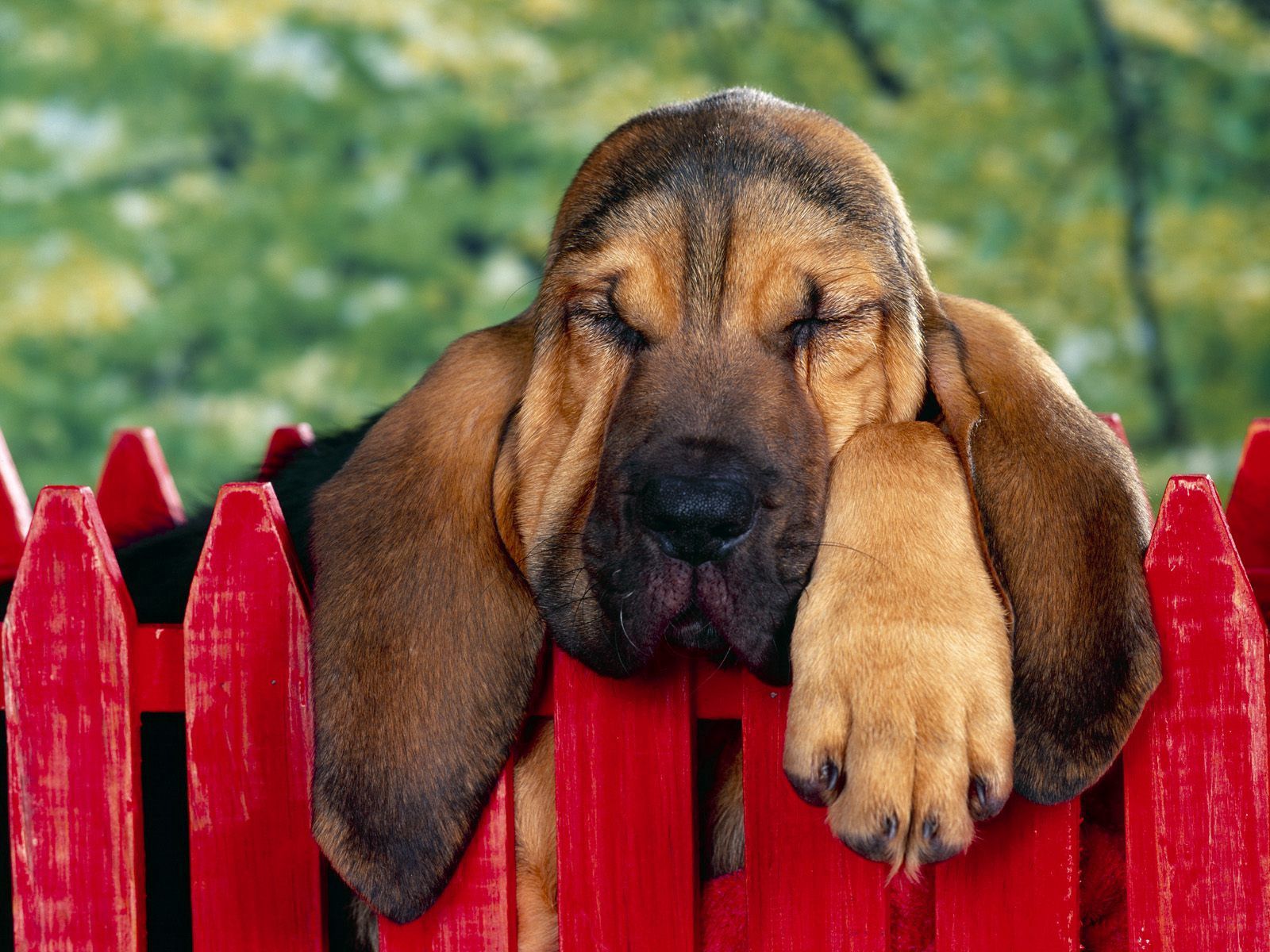 animals, dog, brown, fence, ears, sleep
