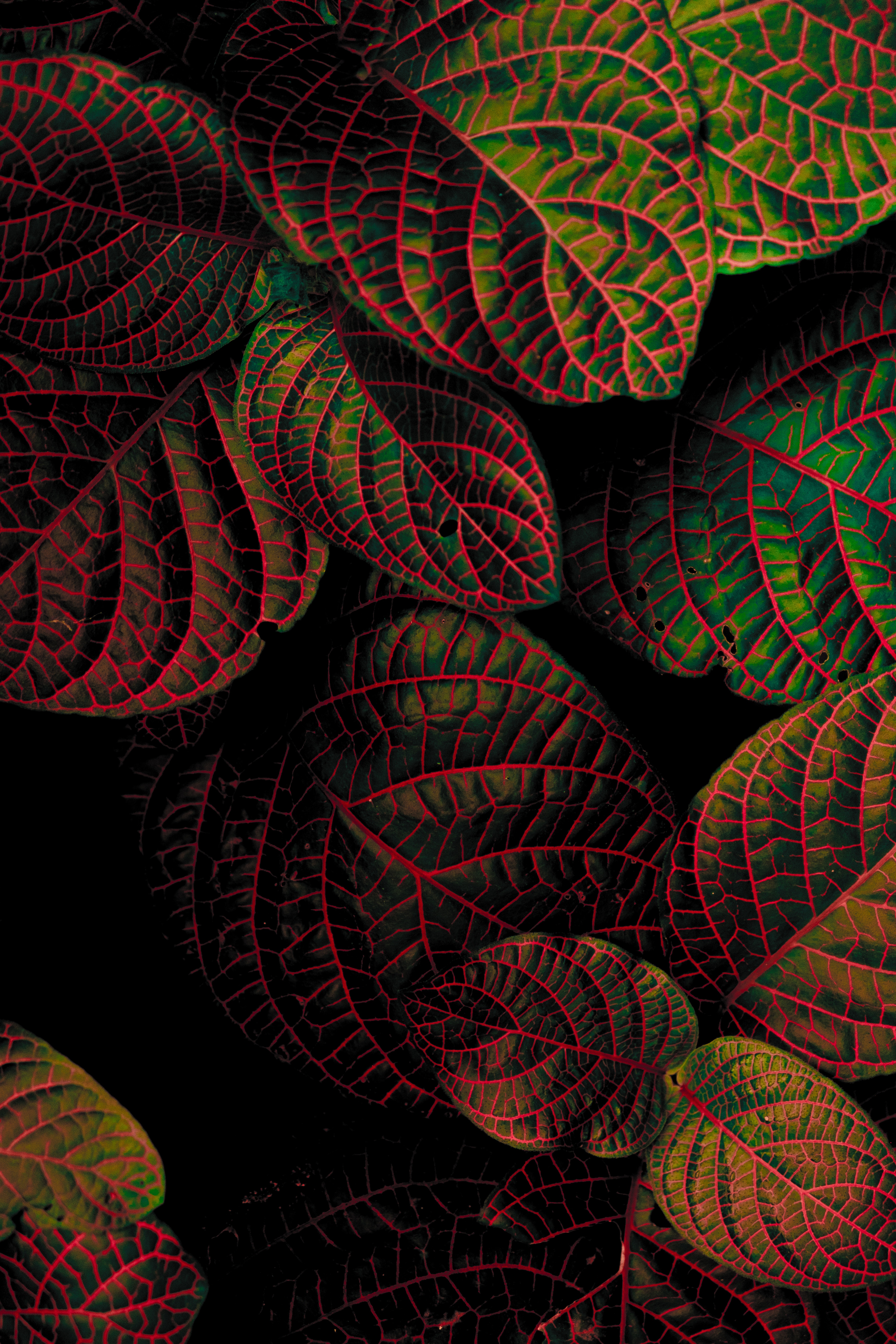 leaves, contrast, carved, macro, plant wallpaper for mobile