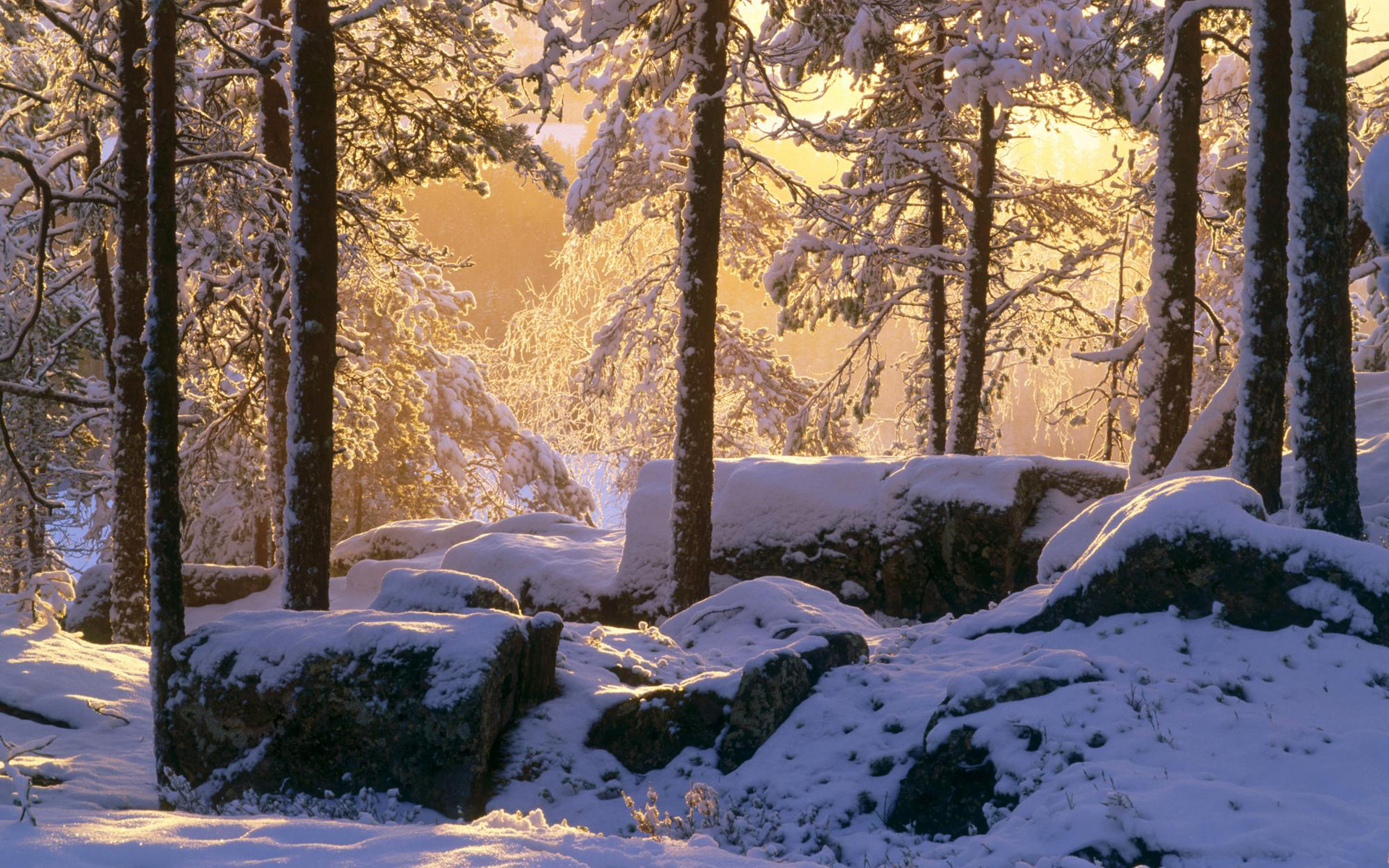 Сказочная зимняя Поляна в лесу