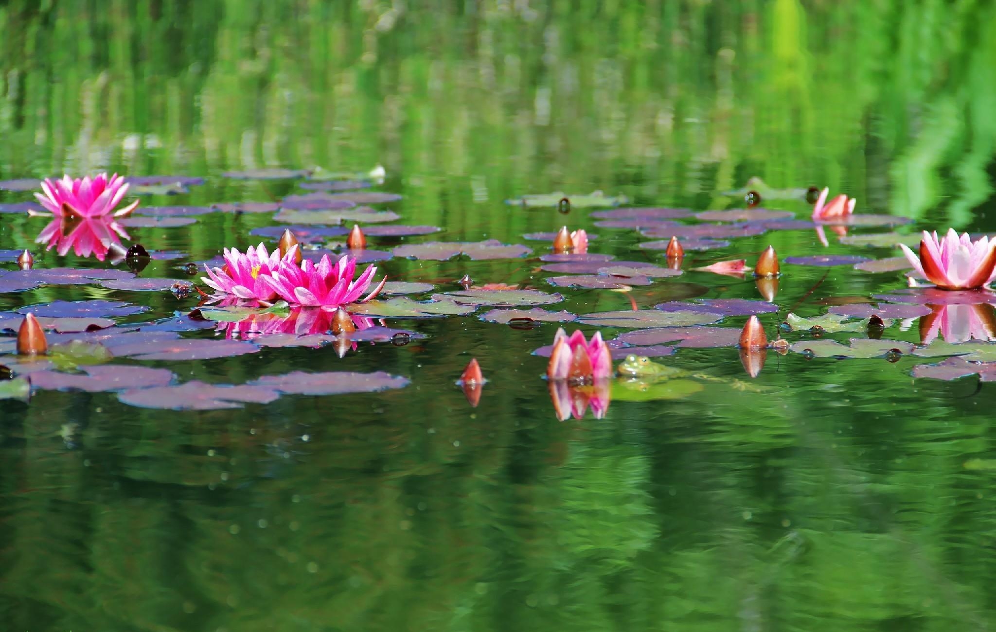 pond, flowers, water, leaves, water lilies, smooth, surface, greens Full HD