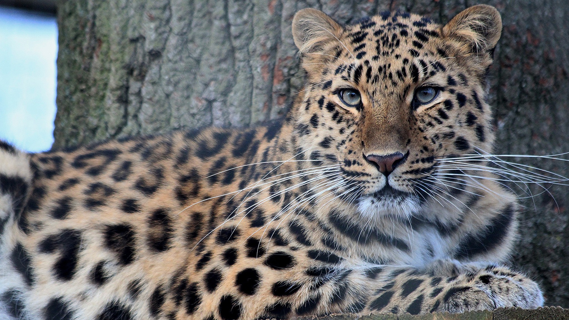 306187 Hintergrundbild herunterladen tiere, leopard, katzen - Bildschirmschoner und Bilder kostenlos