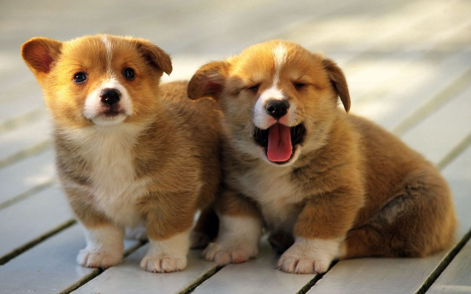 Download mobile wallpaper Yawn, To Yawn, Muzzle, Sit, Animals, Puppies, Pair, Couple for free.