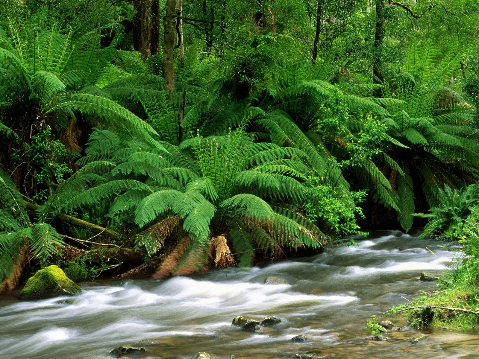 Download mobile wallpaper Rivers, Plants, Ferns for free.