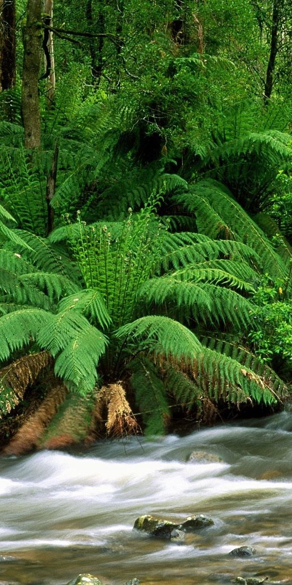 Rivers plants. Тропический лес. Тропический папоротник. Папоротник в природе. Красивый папоротник.