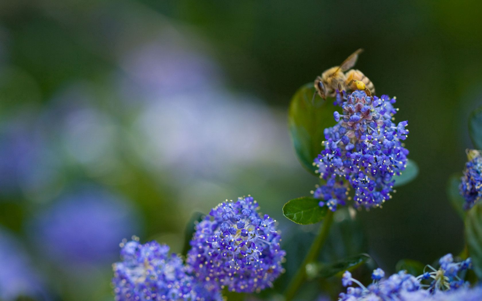 Laden Sie das Pflanze, Makro, Scheinen, Licht, Biene, Blume-Bild kostenlos auf Ihren PC-Desktop herunter
