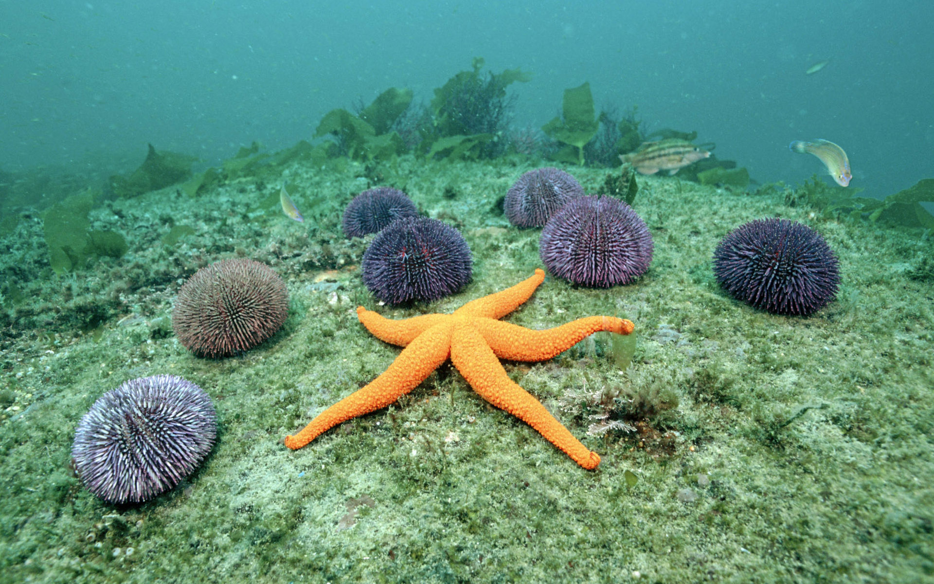 starfish, animal