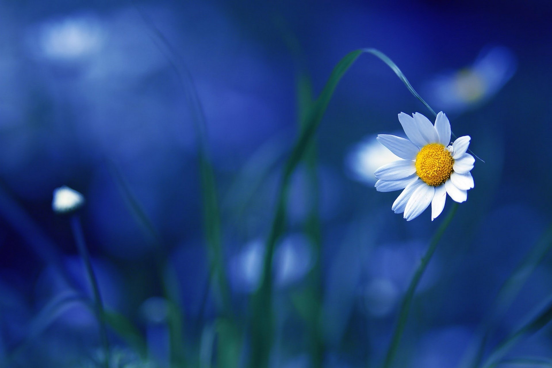Download mobile wallpaper Flowers, Plants, Camomile for free.