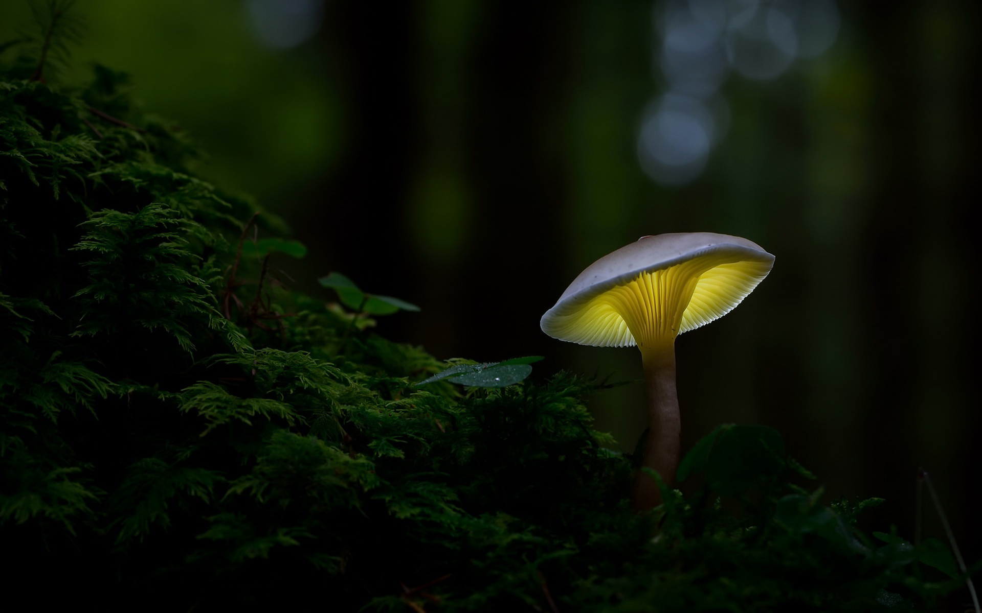 Светящиеся грибы в лесу