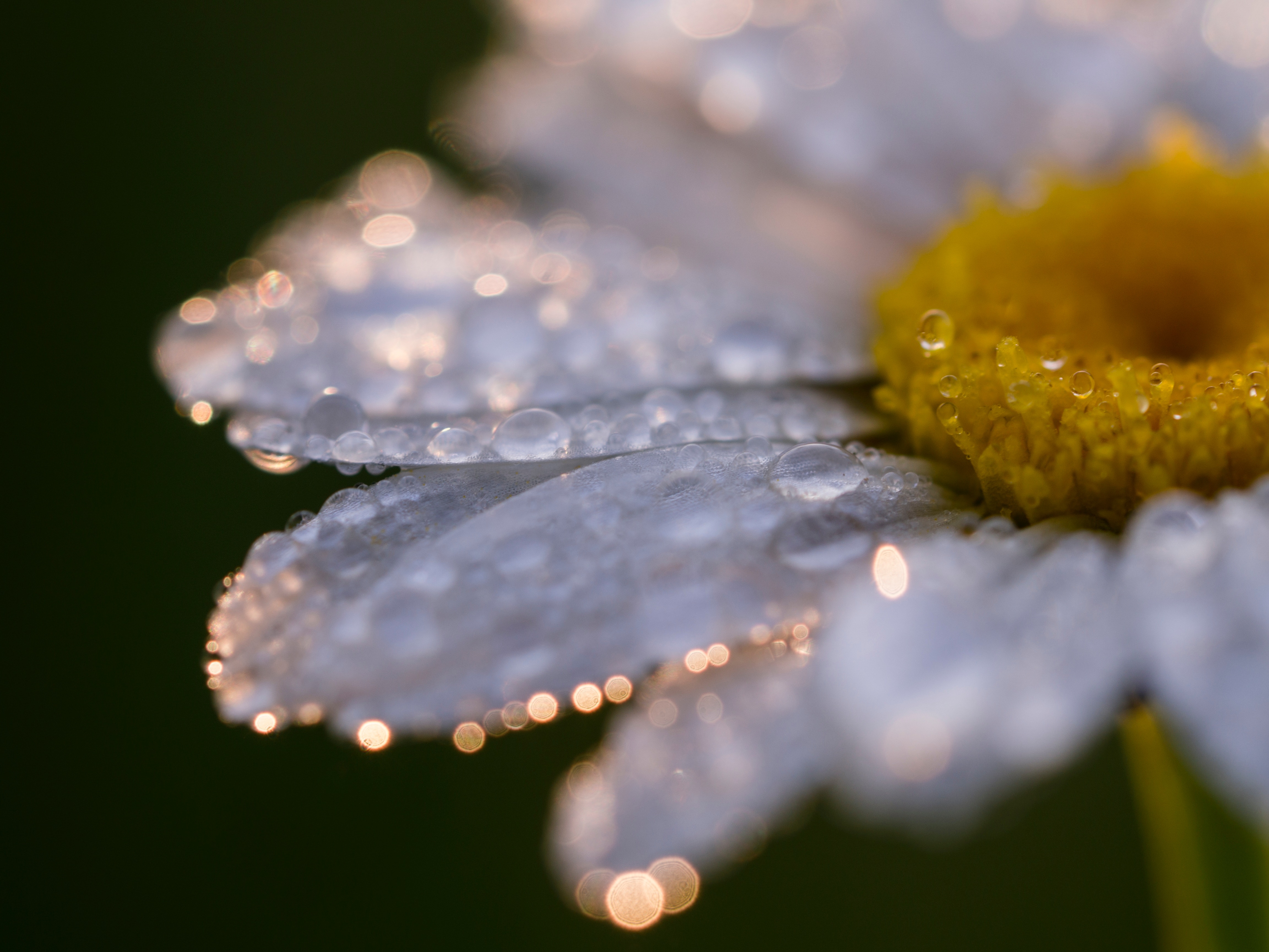 Download mobile wallpaper Chamomile, Macro, Camomile, Close Up, Drops, Flower for free.
