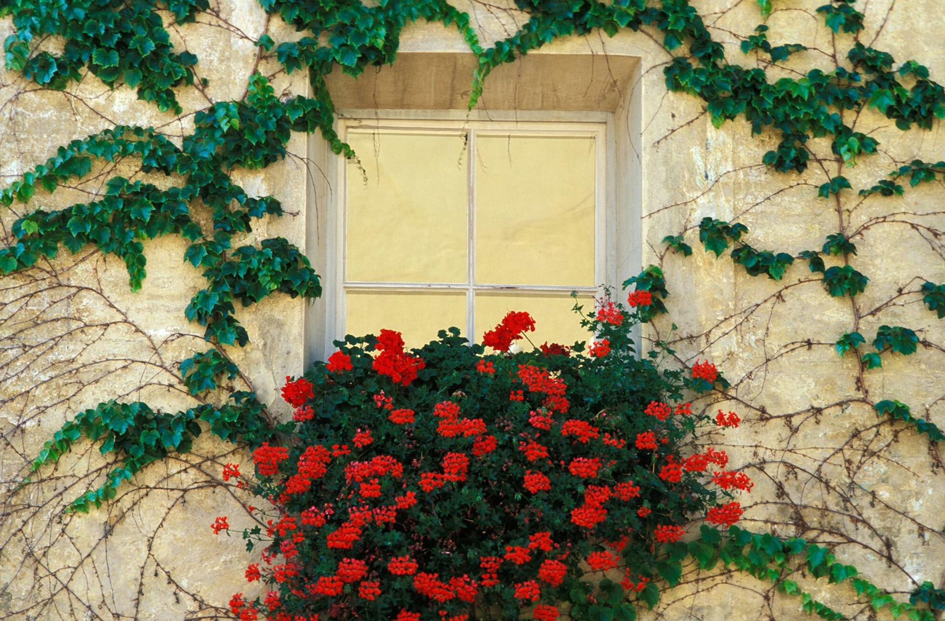man made, window, flower, green, ivy, red flower, vine
