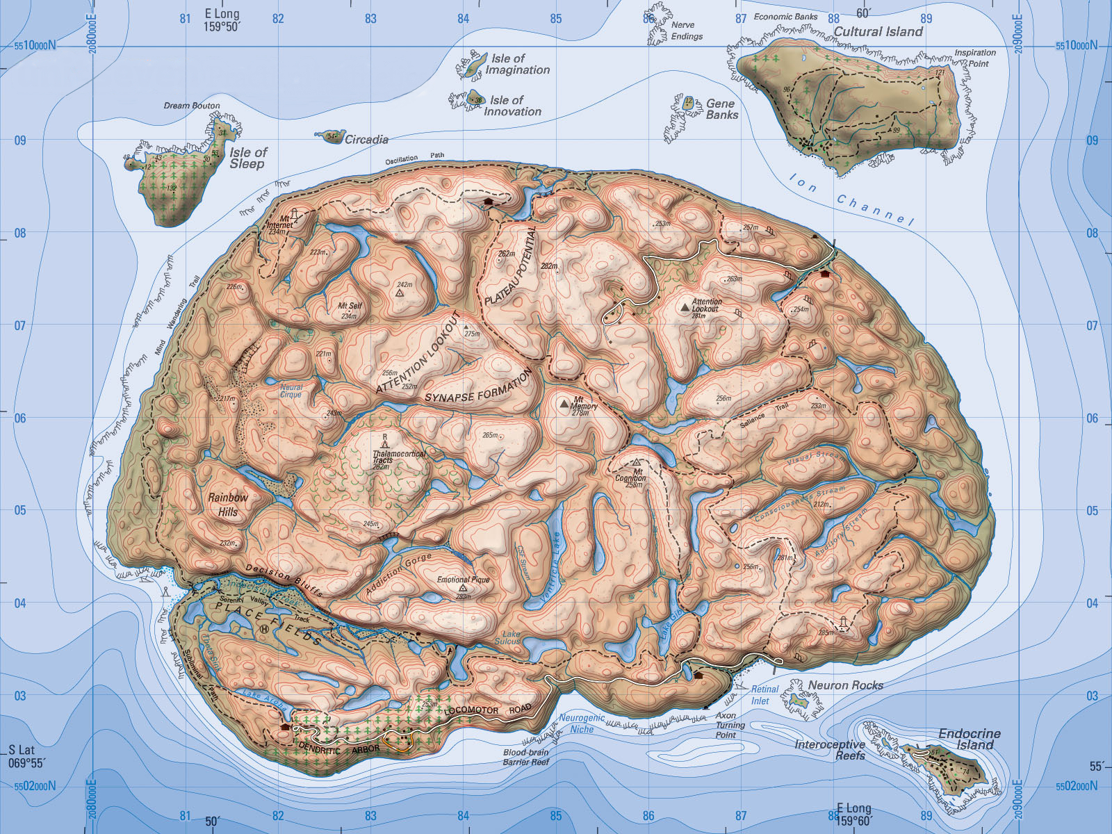 Brain карта. Карта мозга. Подробная карта мозга человека. Карта мозга человека с описанием зон. Архитектоническая карта мозга.