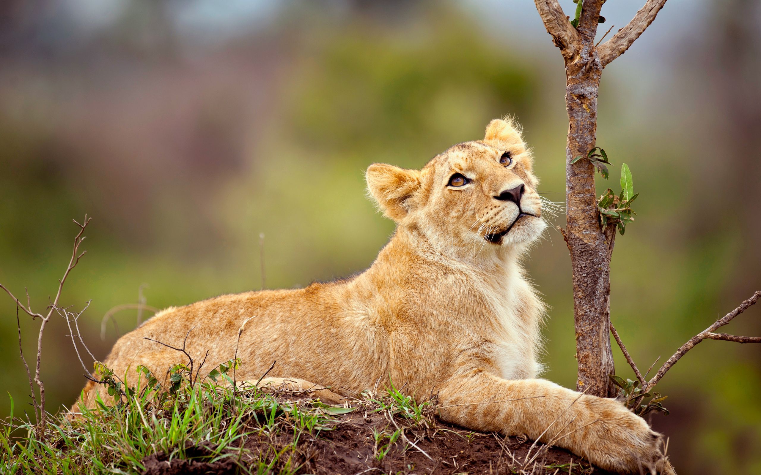 joey, animals, grass, young, to lie down, lie, branch, lion, lion cub 4K Ultra