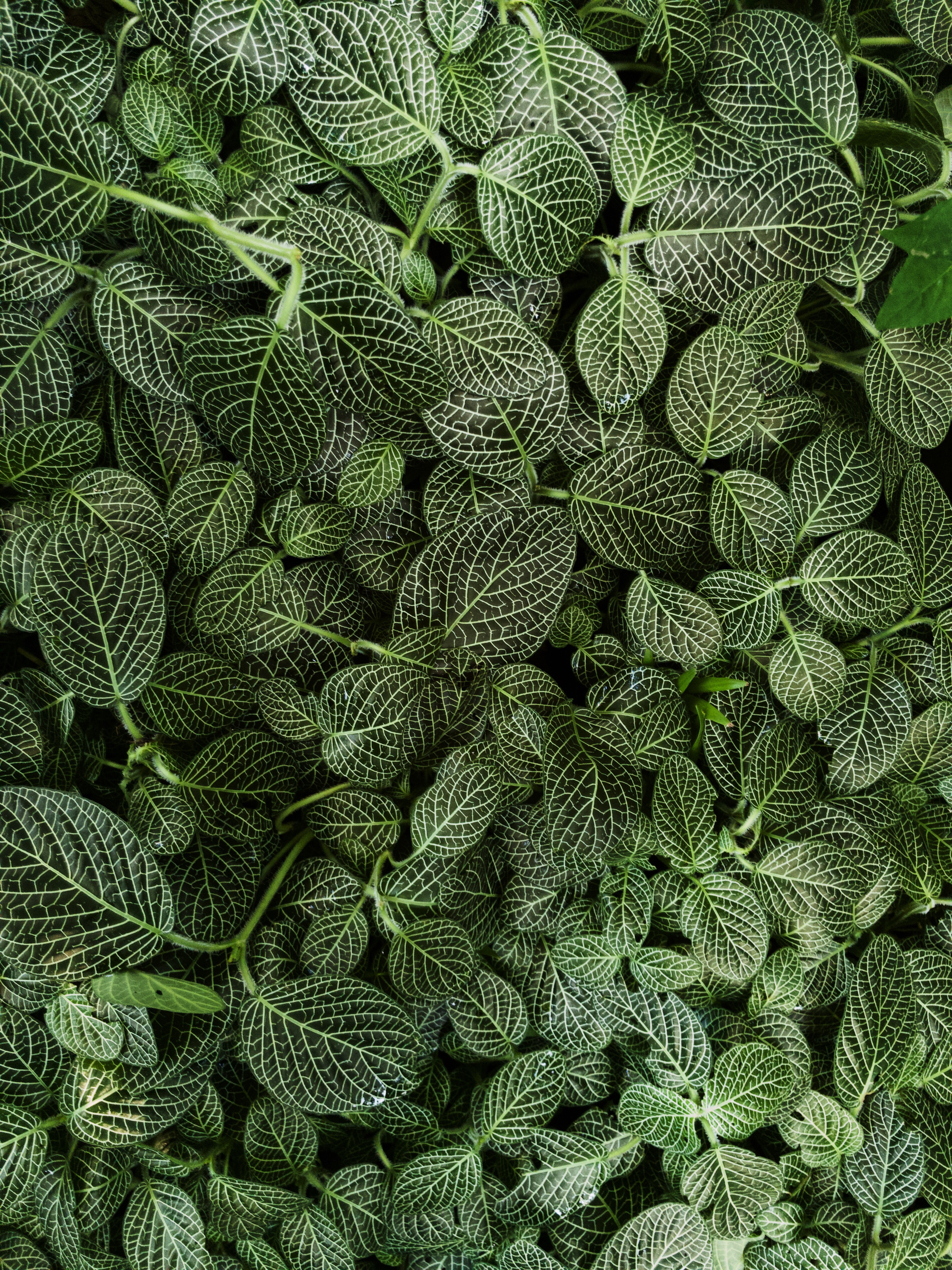 Laden Sie das Blätter, Gestreift, Natur, Pflanze-Bild kostenlos auf Ihren PC-Desktop herunter