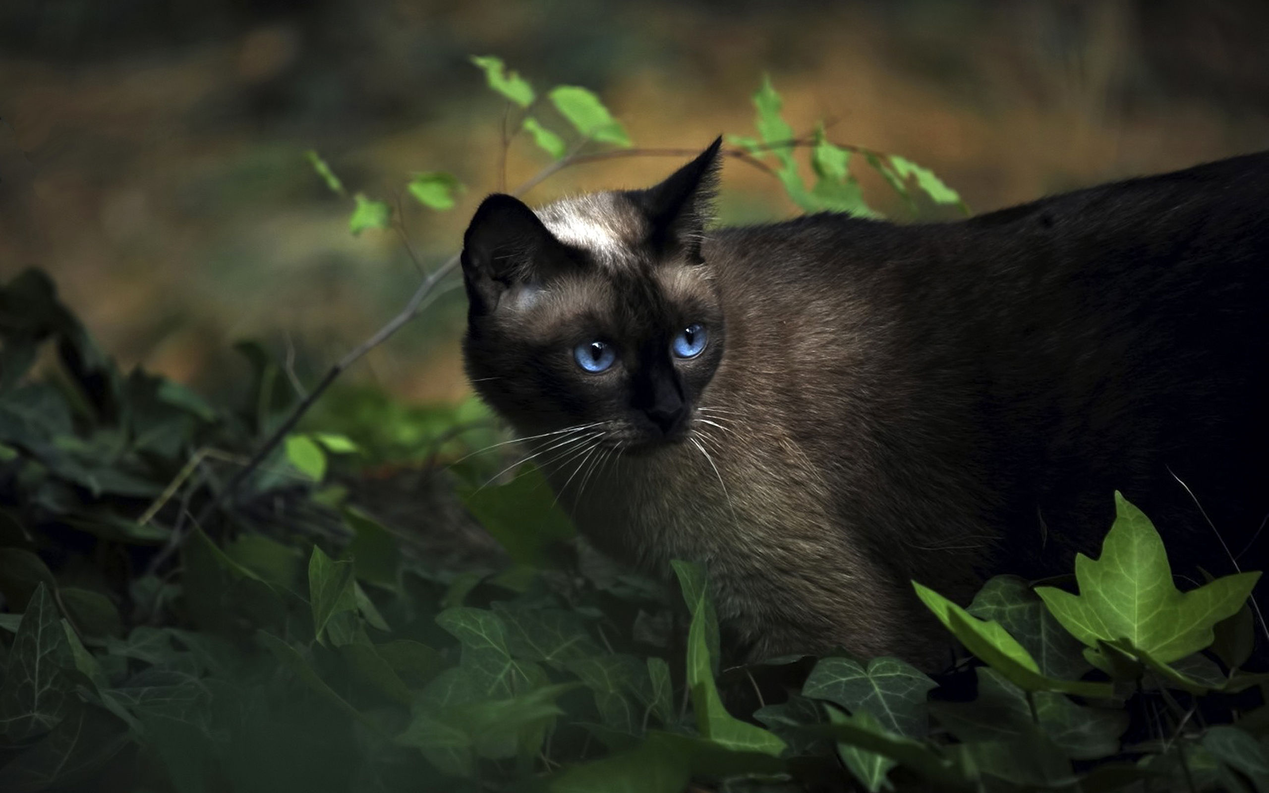 Download mobile wallpaper Plant, Cat, Blue Eyes, Cats, Animal for free.