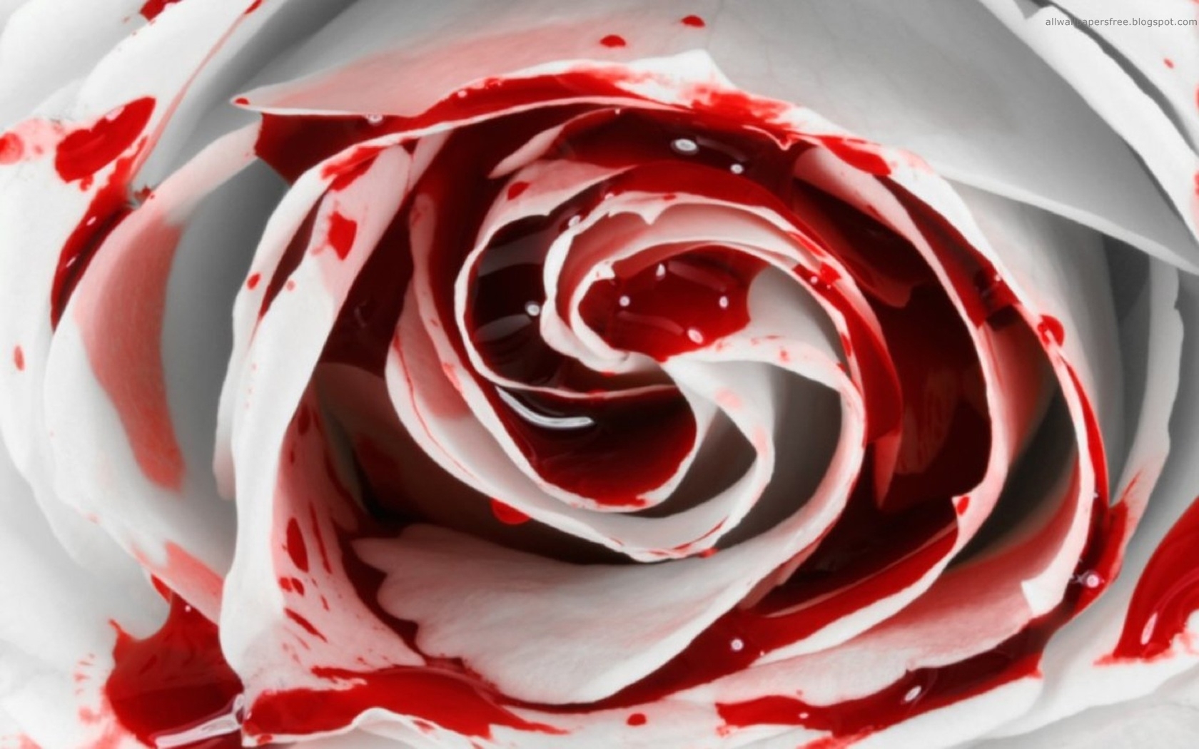 Download mobile wallpaper Plants, Flowers, Roses, Blood for free.