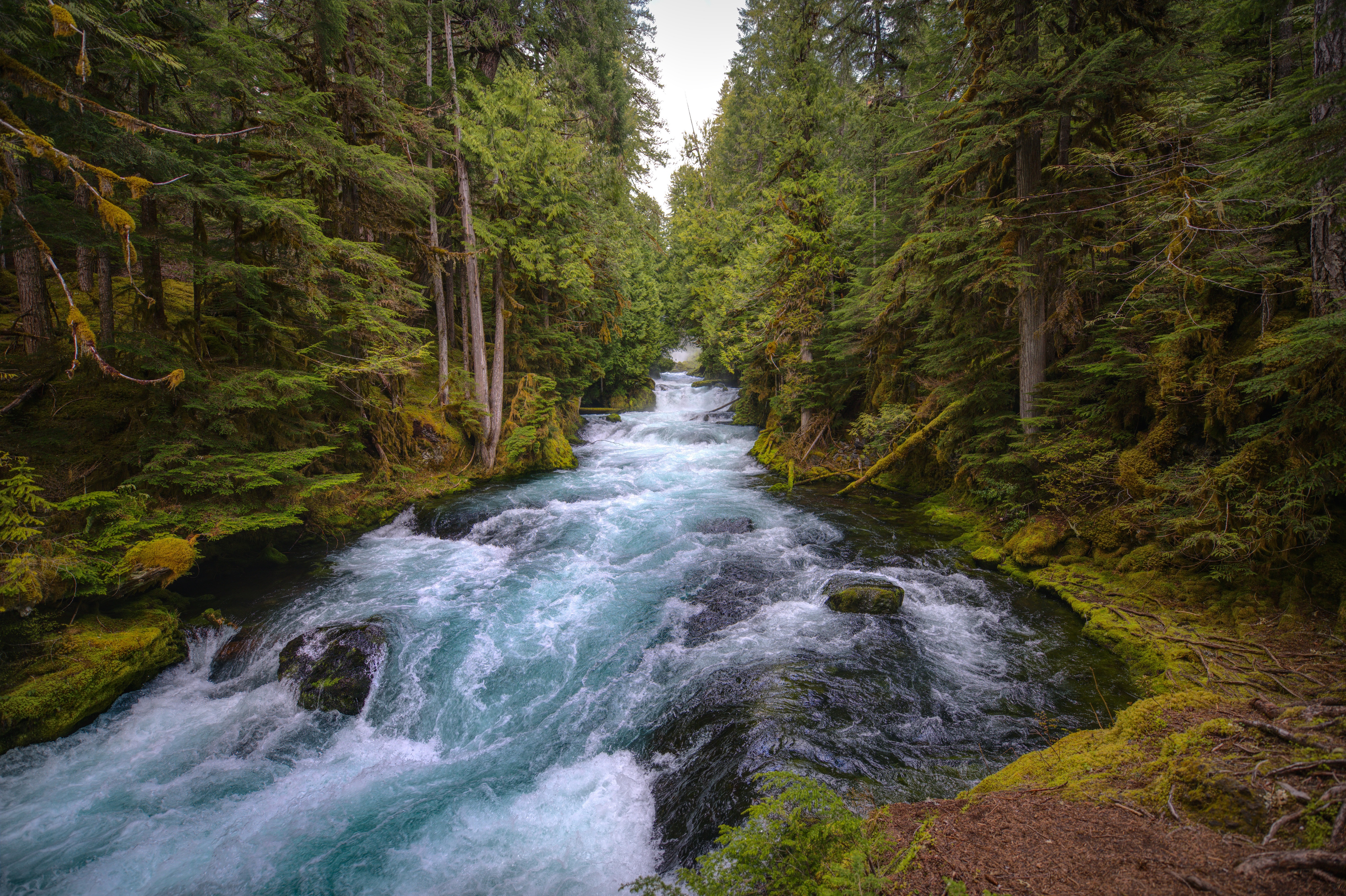 oregon, earth, river, forest, nature for android