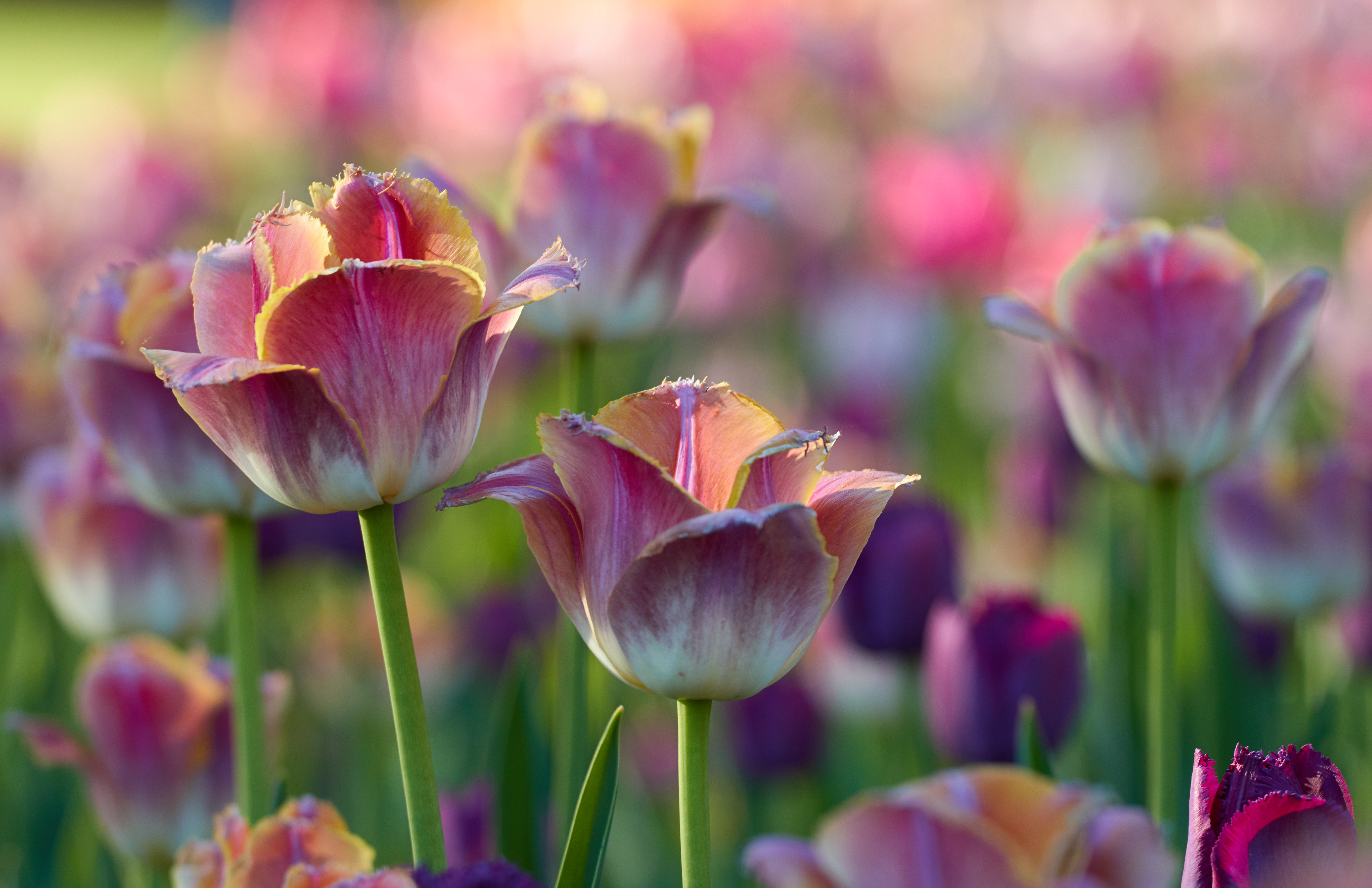 Download mobile wallpaper Flower Bed, Flowerbed, Flowers, Pink, Tulips for free.
