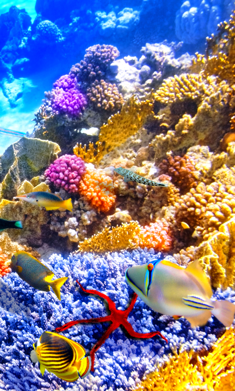 1163815 télécharger le fond d'écran animaux, poisson, raie, corail, sous marin, sous l'eau, des poissons - économiseurs d'écran et images gratuitement