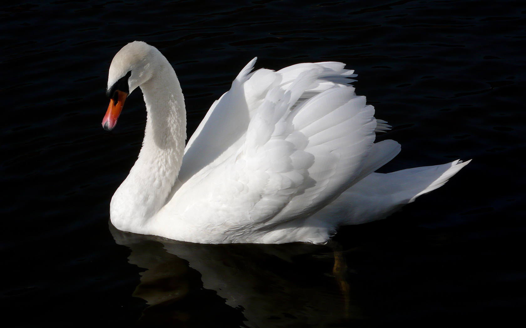 animal, mute swan, birds Free Stock Photo