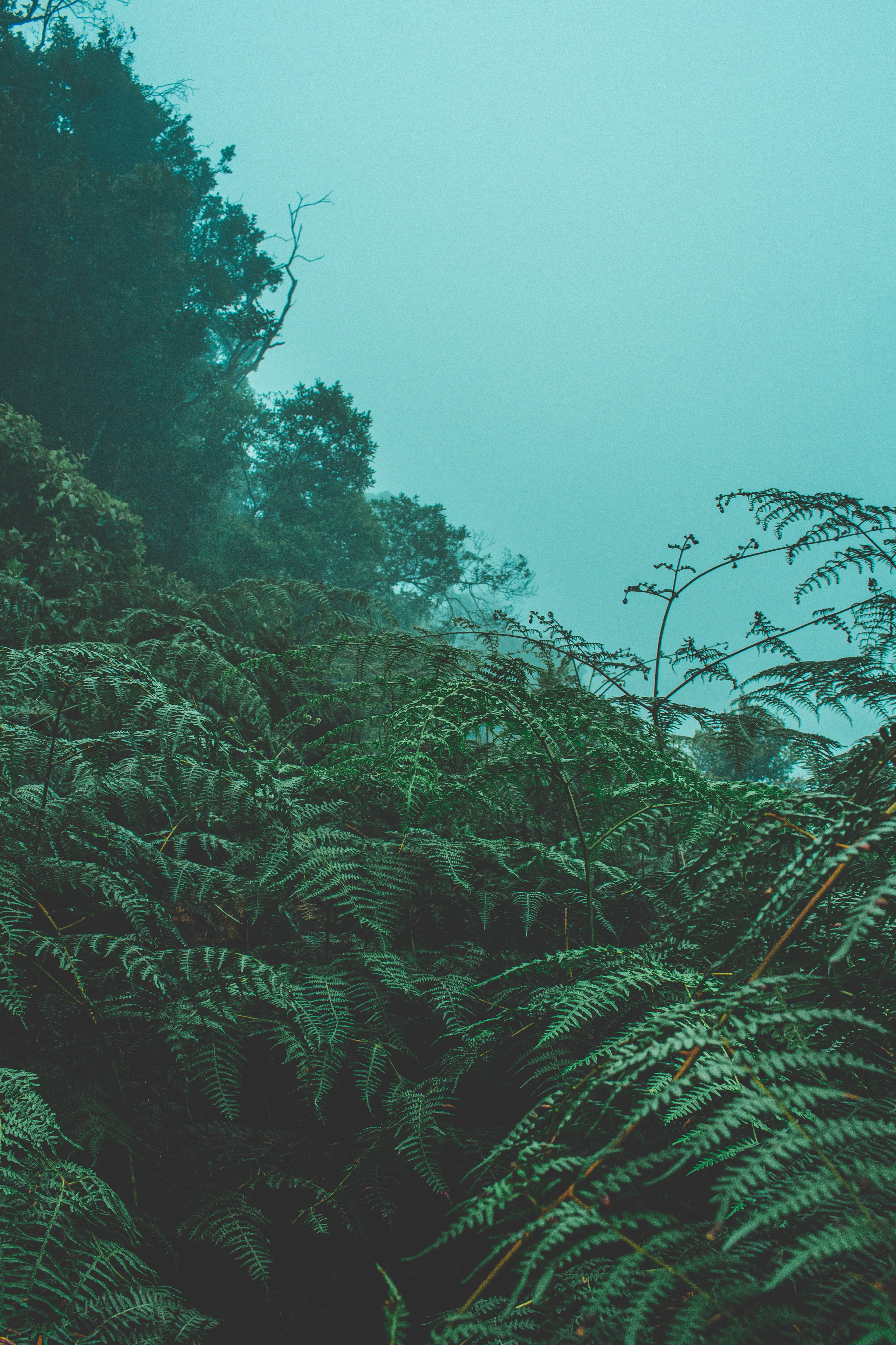 fern, green, plants, nature, leaves, fog phone background