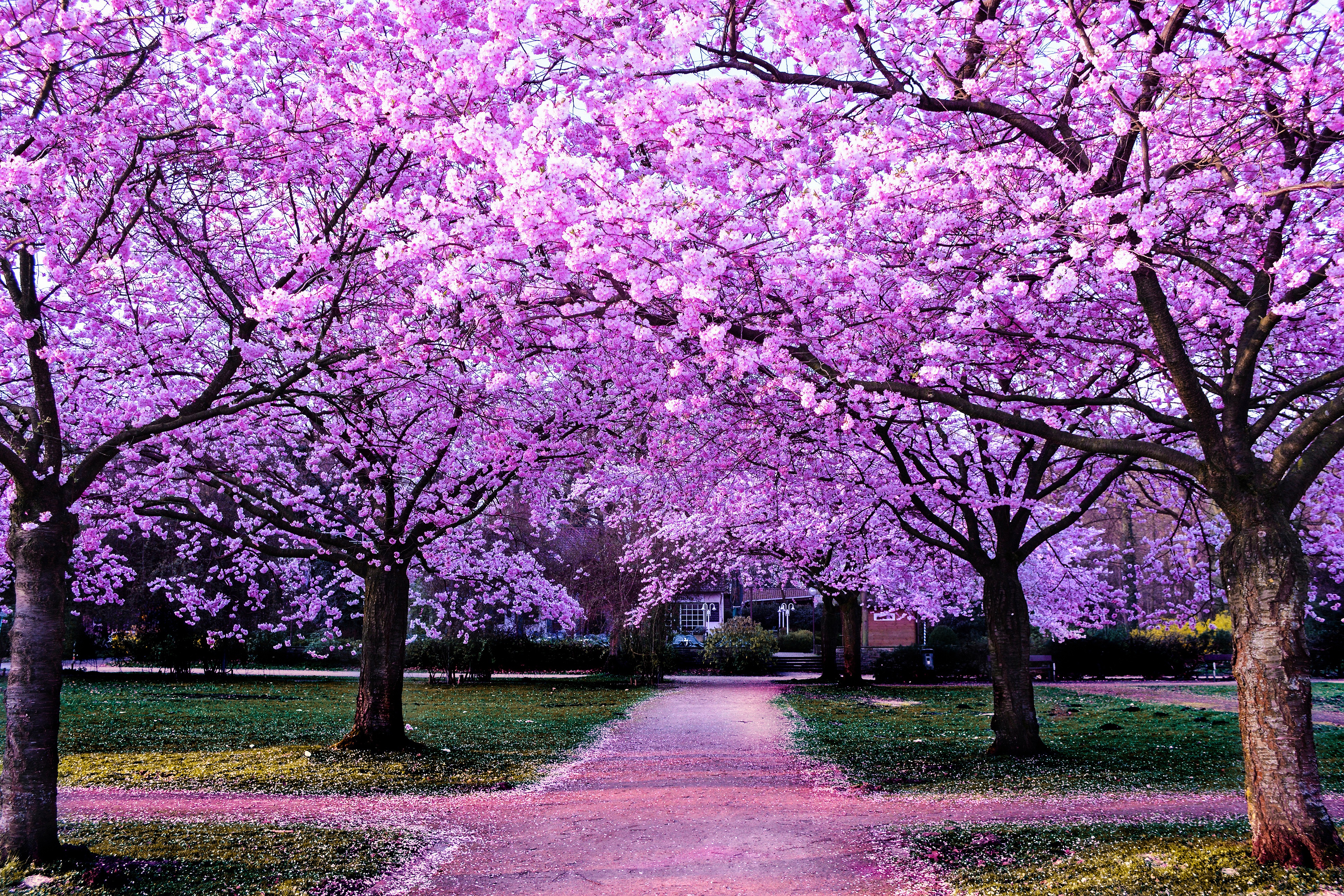 фото дерева сакуры в цвету