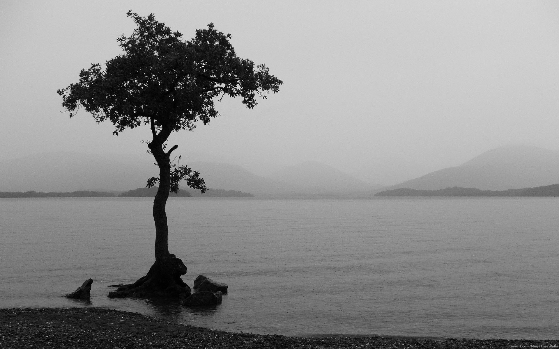 black & white, nature, lake, tree, photography, earth, lonely tree