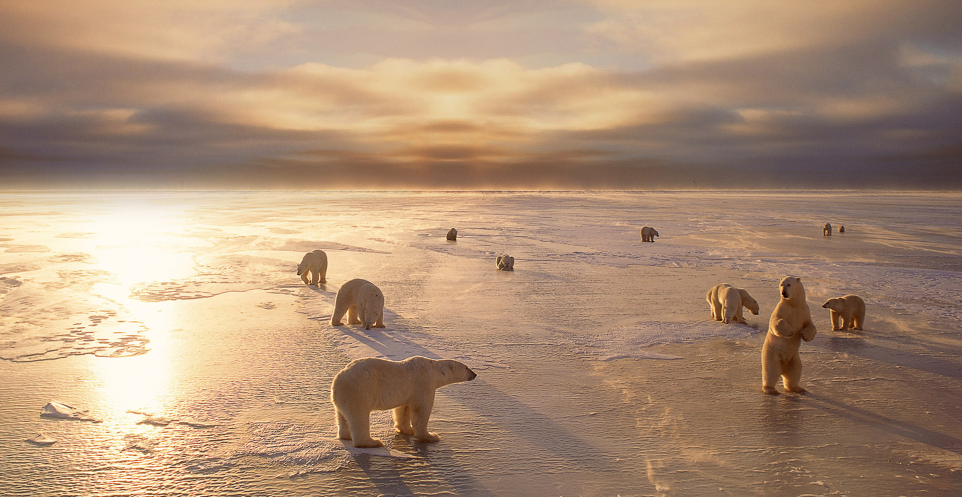 166980 免費下載壁紙 动物, 北极熊, 熊 屏保和圖片