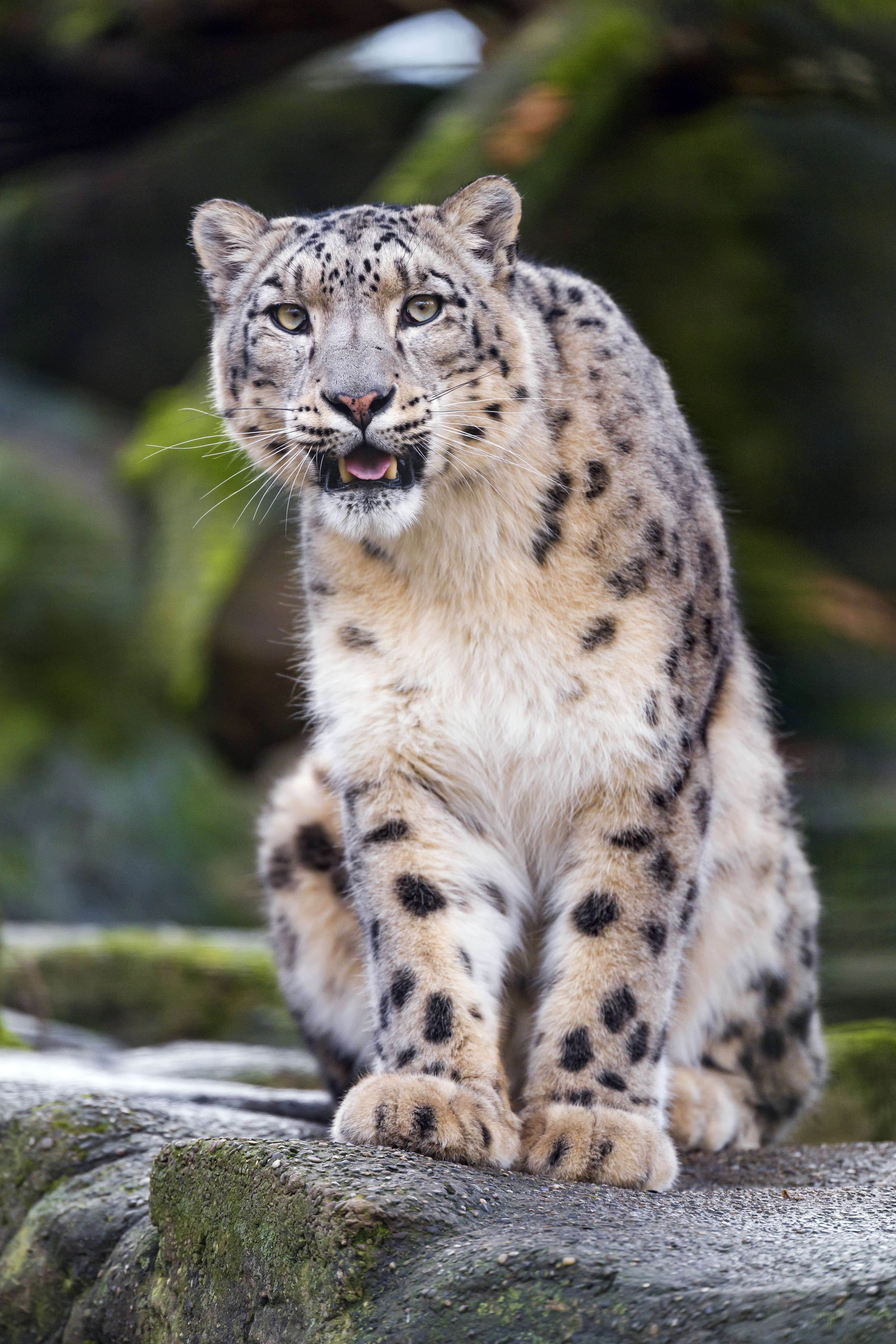 144222 baixar imagens animais, snow leopard, pedra, predator, predador, gato grande, presas, uma pedra - papéis de parede e protetores de tela gratuitamente