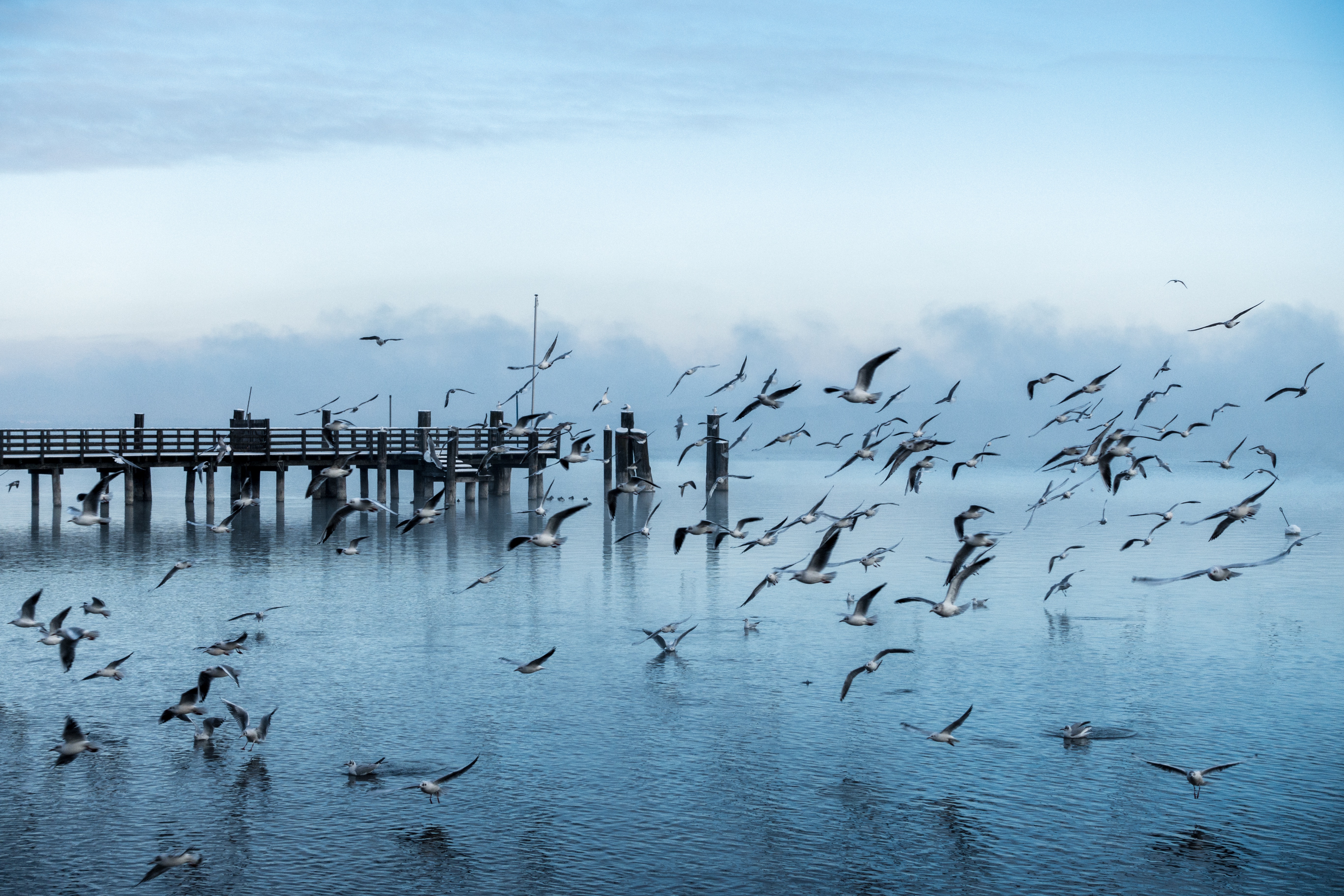 Free Seagulls Wallpapers