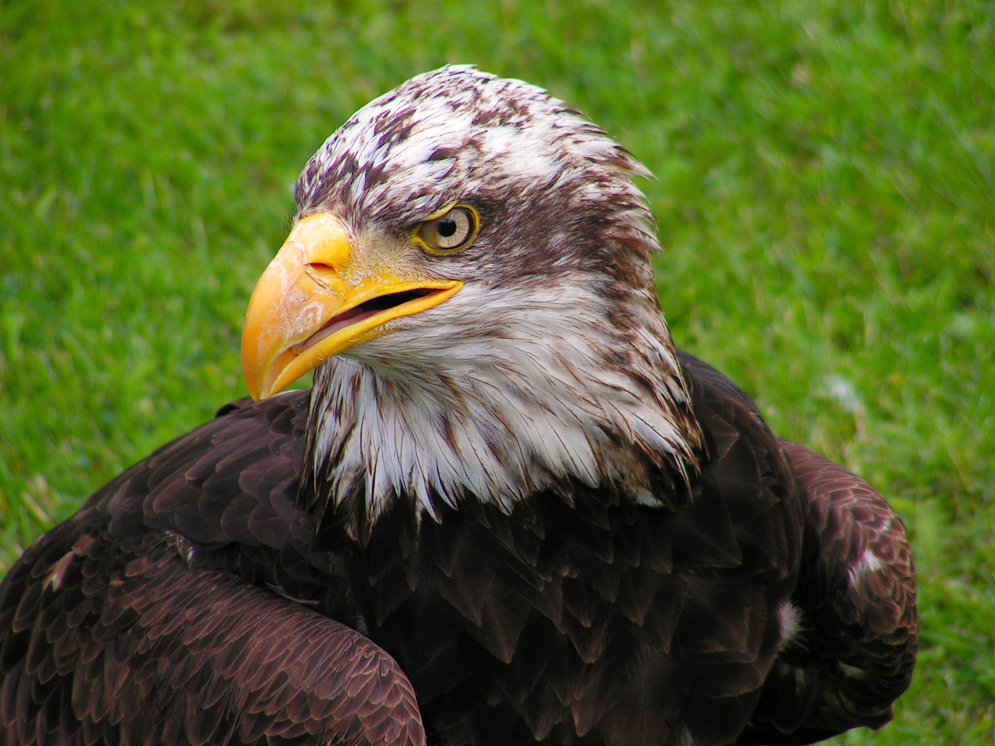 Download mobile wallpaper Predator, Animals, White Headed Eagle, Bald Eagle, Bird, Eagle for free.