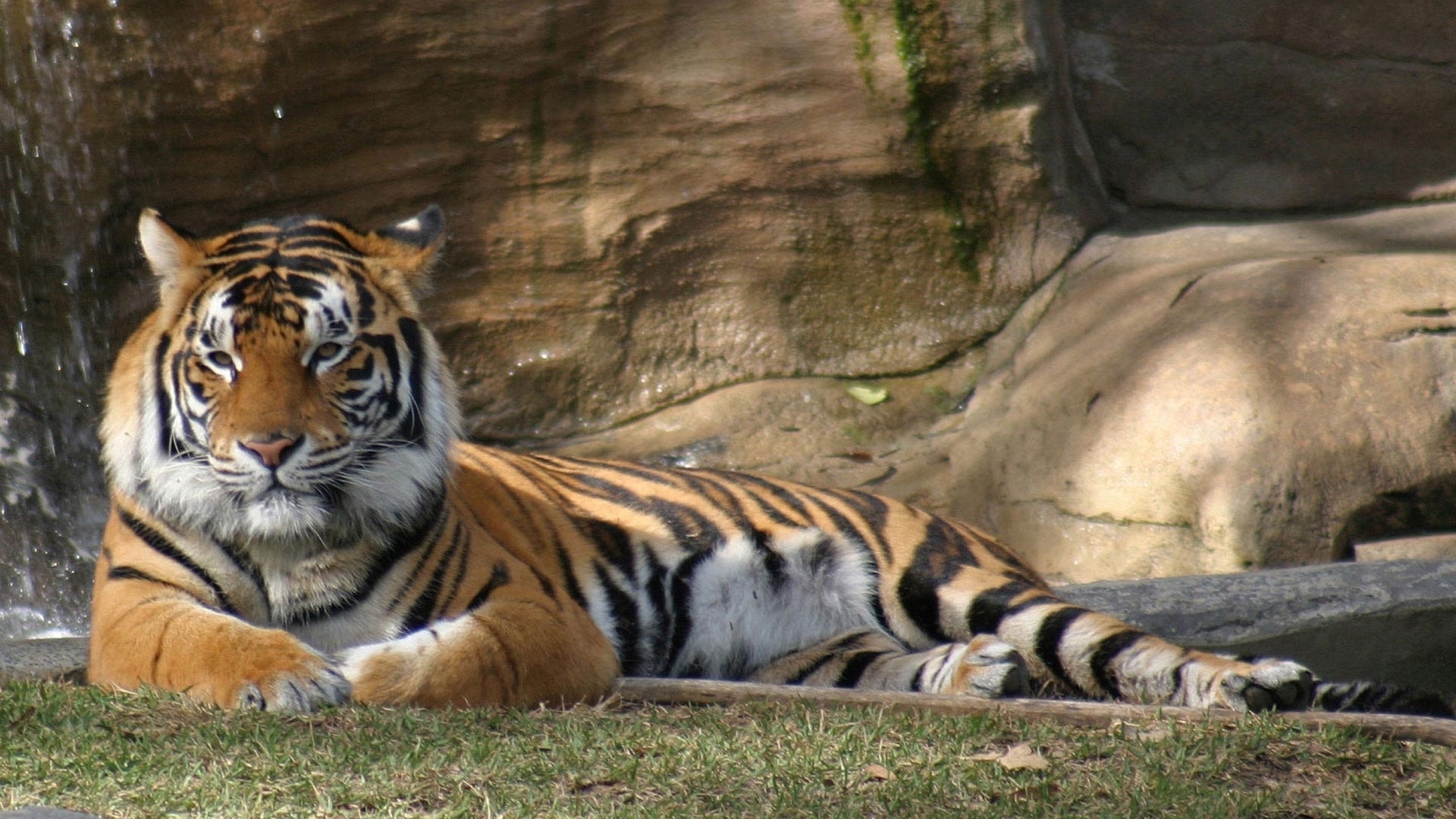 Descarga gratuita de fondo de pantalla para móvil de Animales, Tigres.