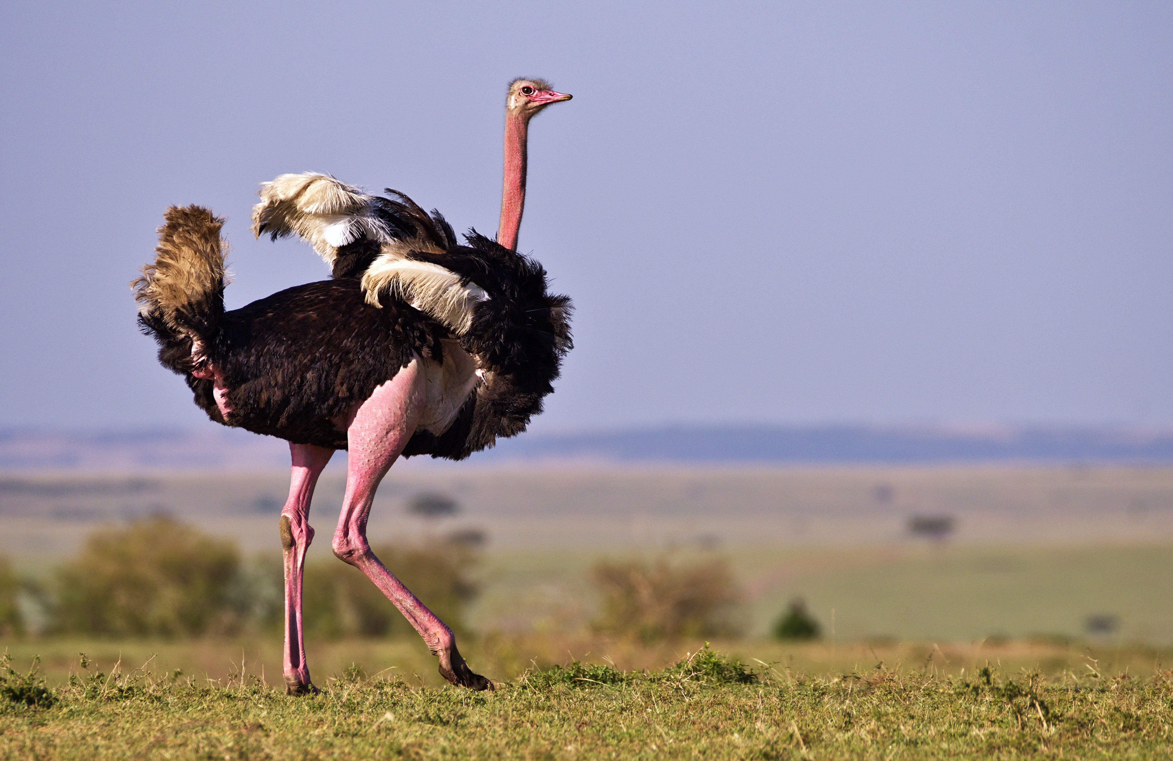 482019 скачать обои животные, страус, птицы, национальный заповедник масаи мара - заставки и картинки бесплатно