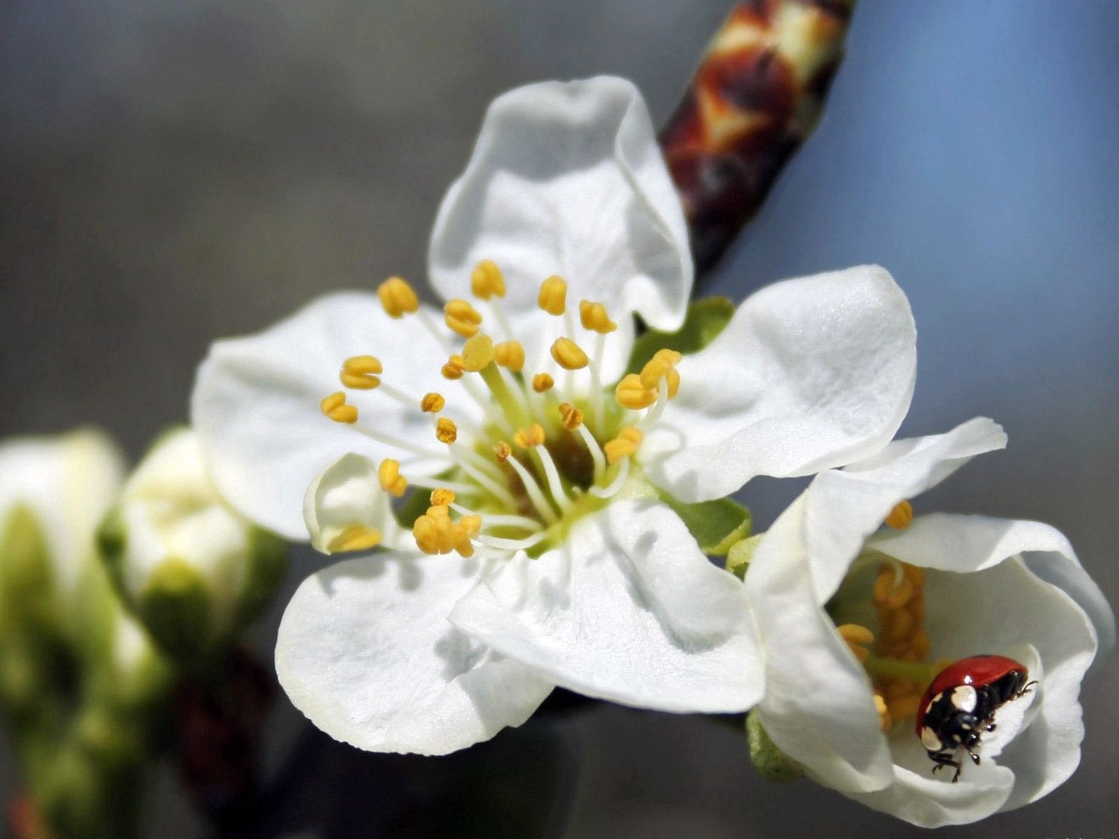 flower, plant, macro, bloom, flowering, ladybug, ladybird High Definition image