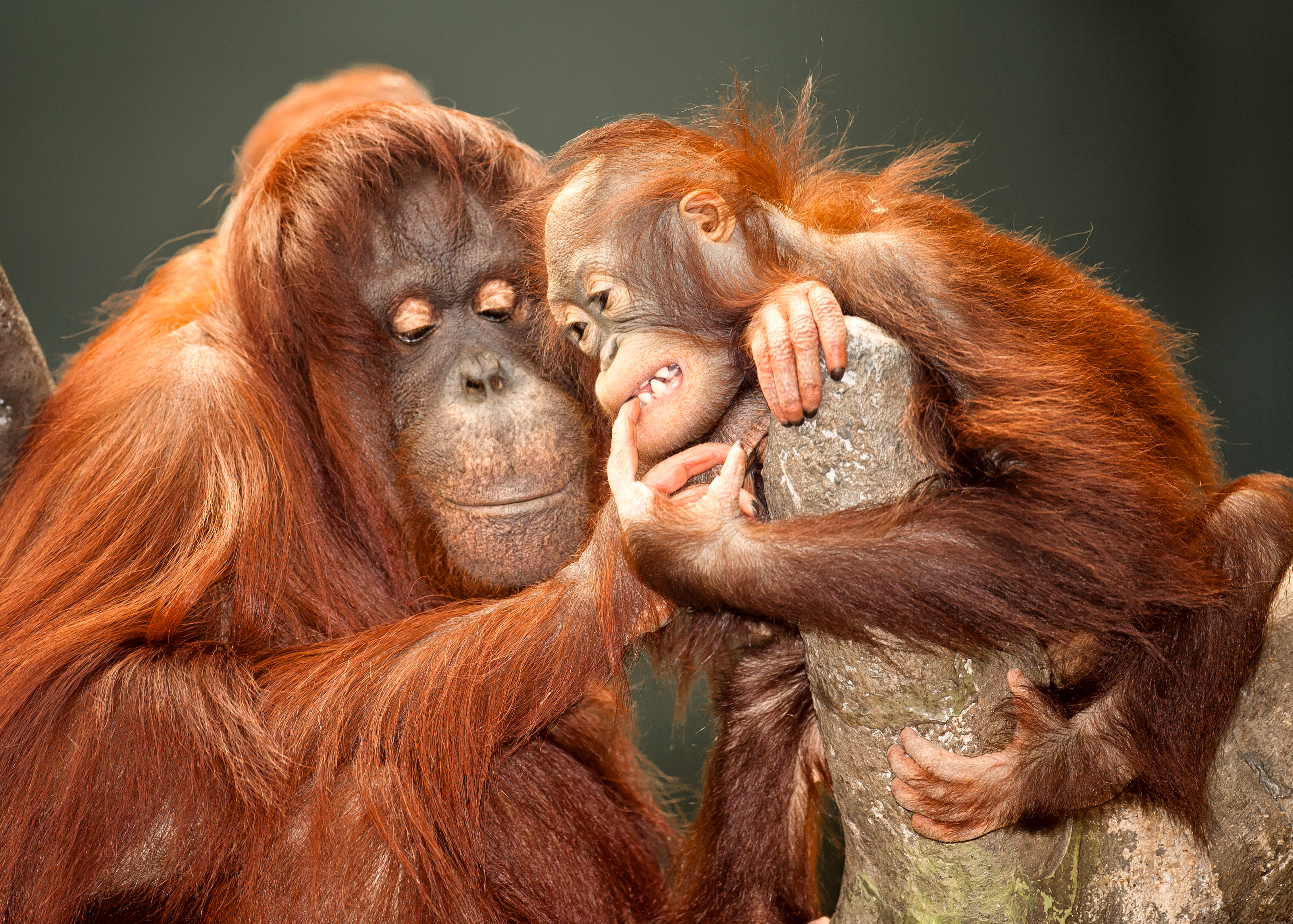 1528758 télécharger l'image bébé animal, animaux, orang outan, singe, primate, singes - fonds d'écran et économiseurs d'écran gratuits