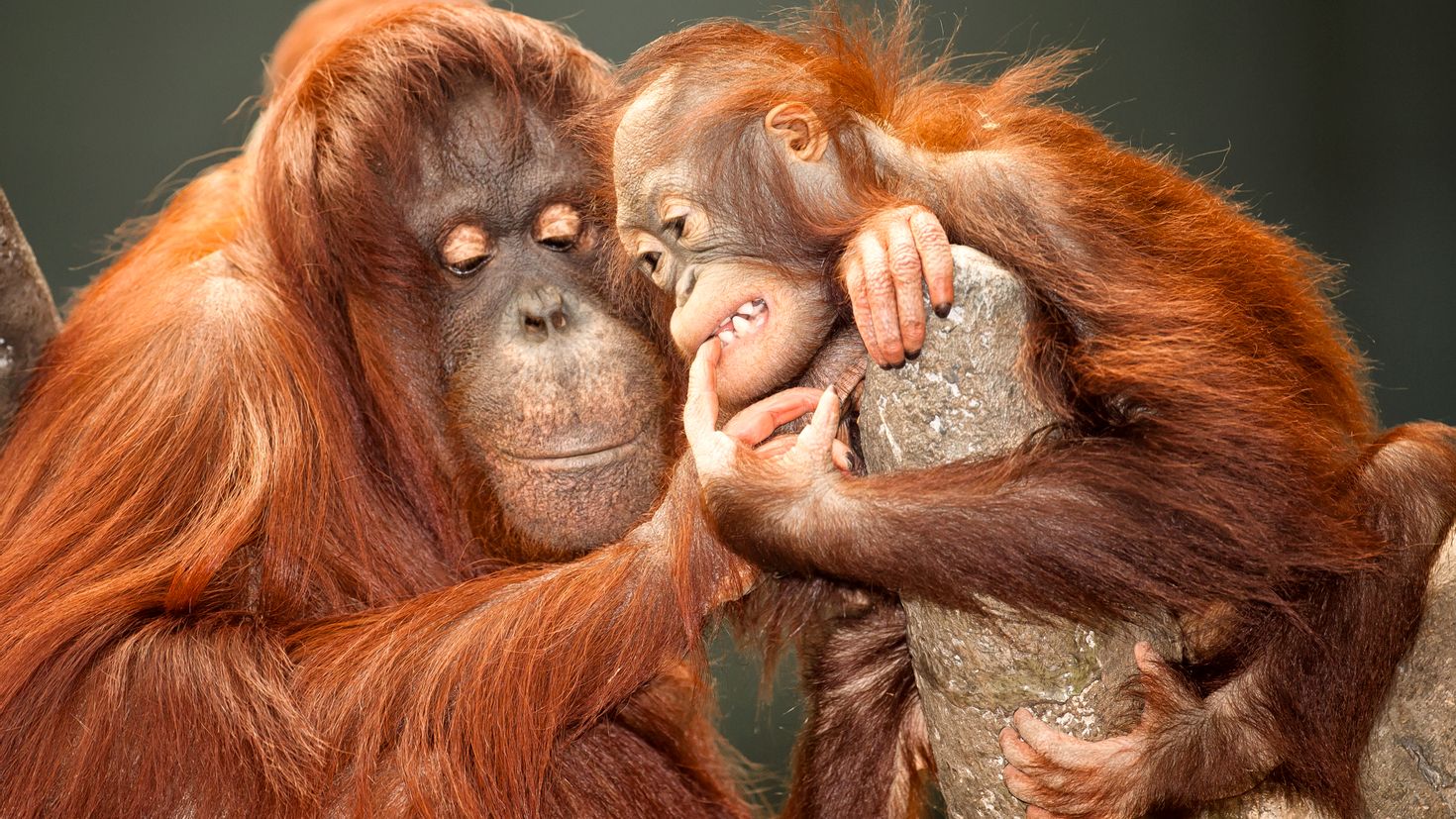 Орангутан и шимпанзе. Приматы орангутанг. Обезьяна орангутан. Обезьяна орангутанг детёныш.
