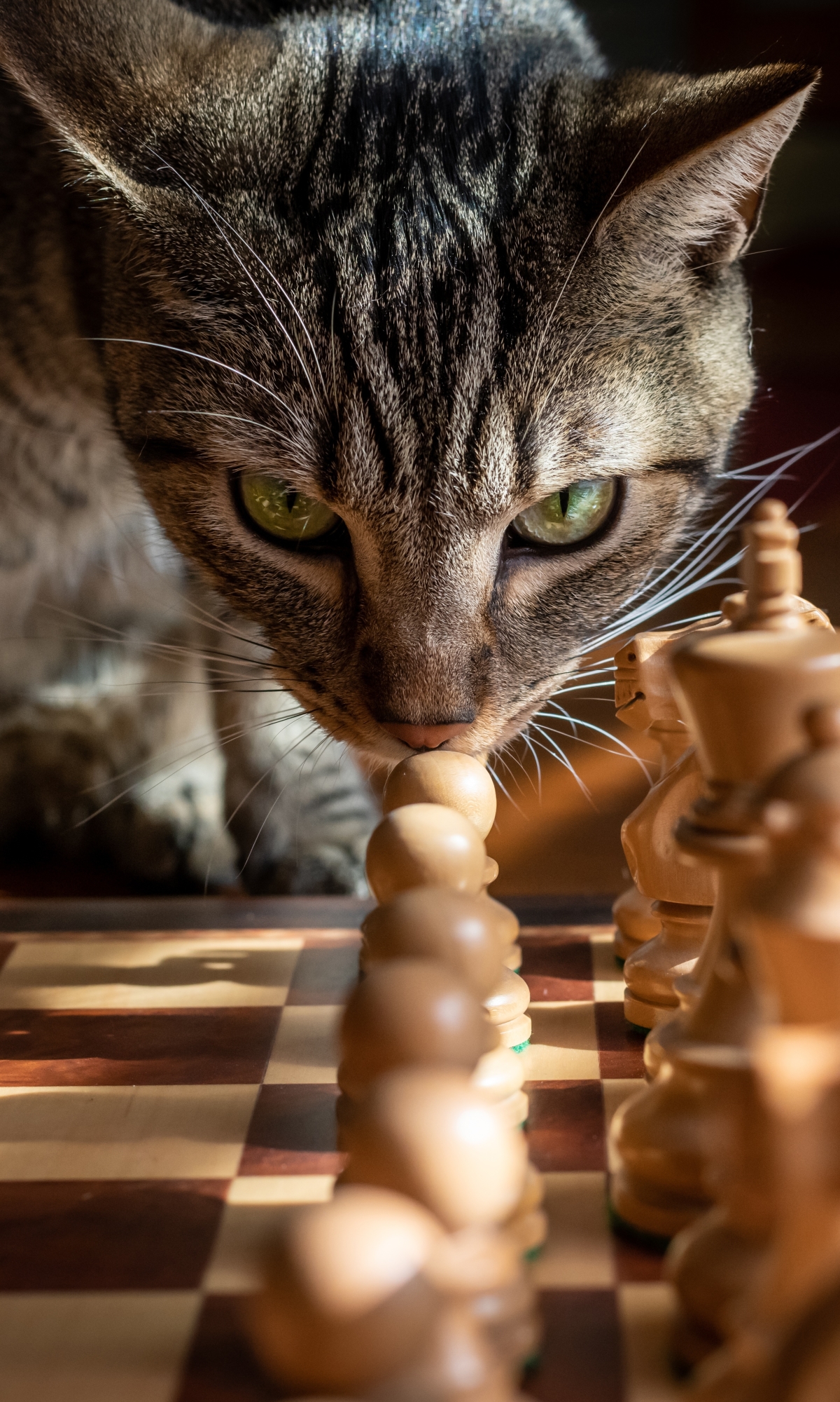 1185960 免費下載壁紙 动物, 猫, 棋, 国际象棋 屏保和圖片