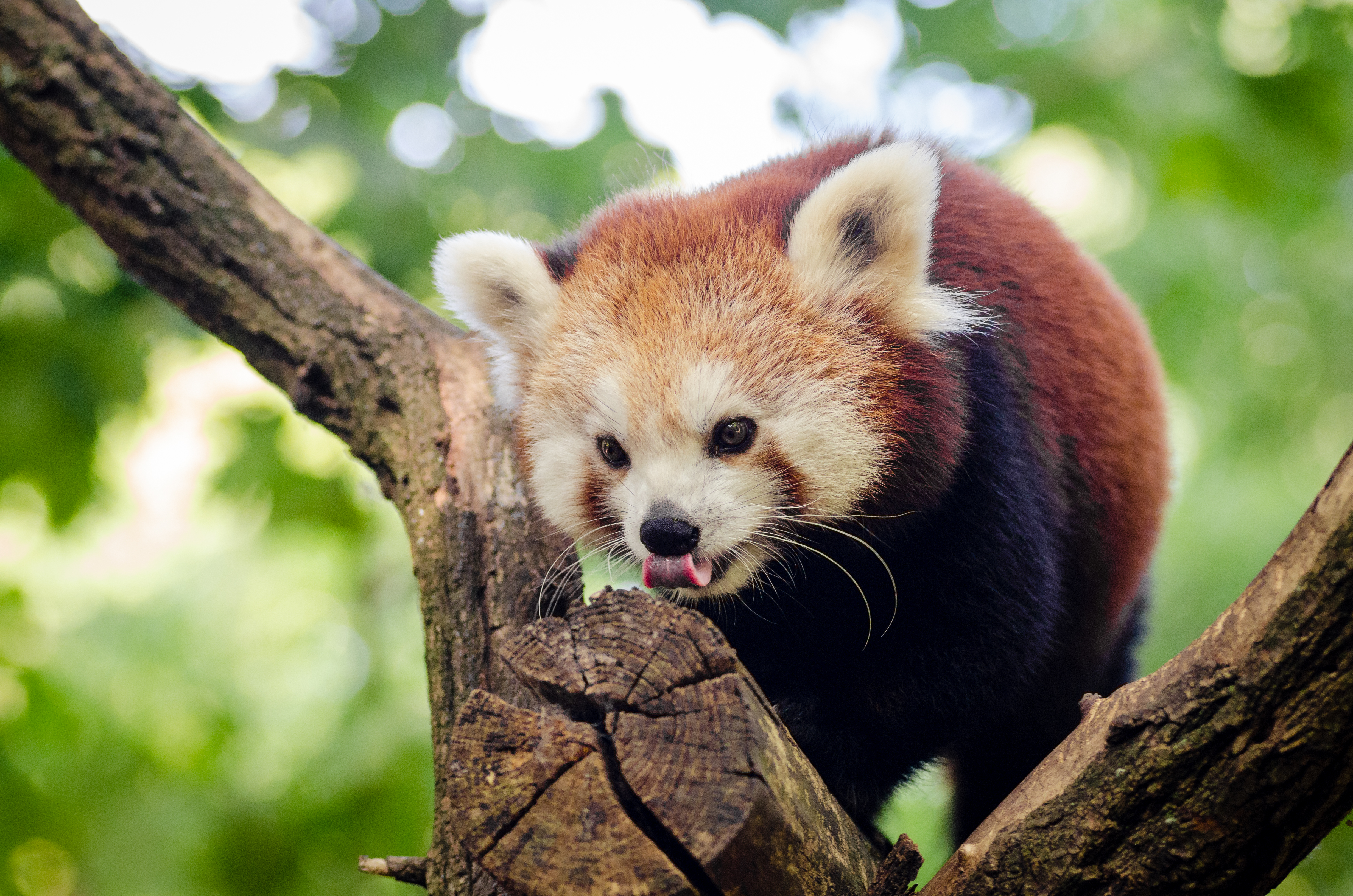 wallpapers animals, wood, tree, climb, red panda, little panda, small panda