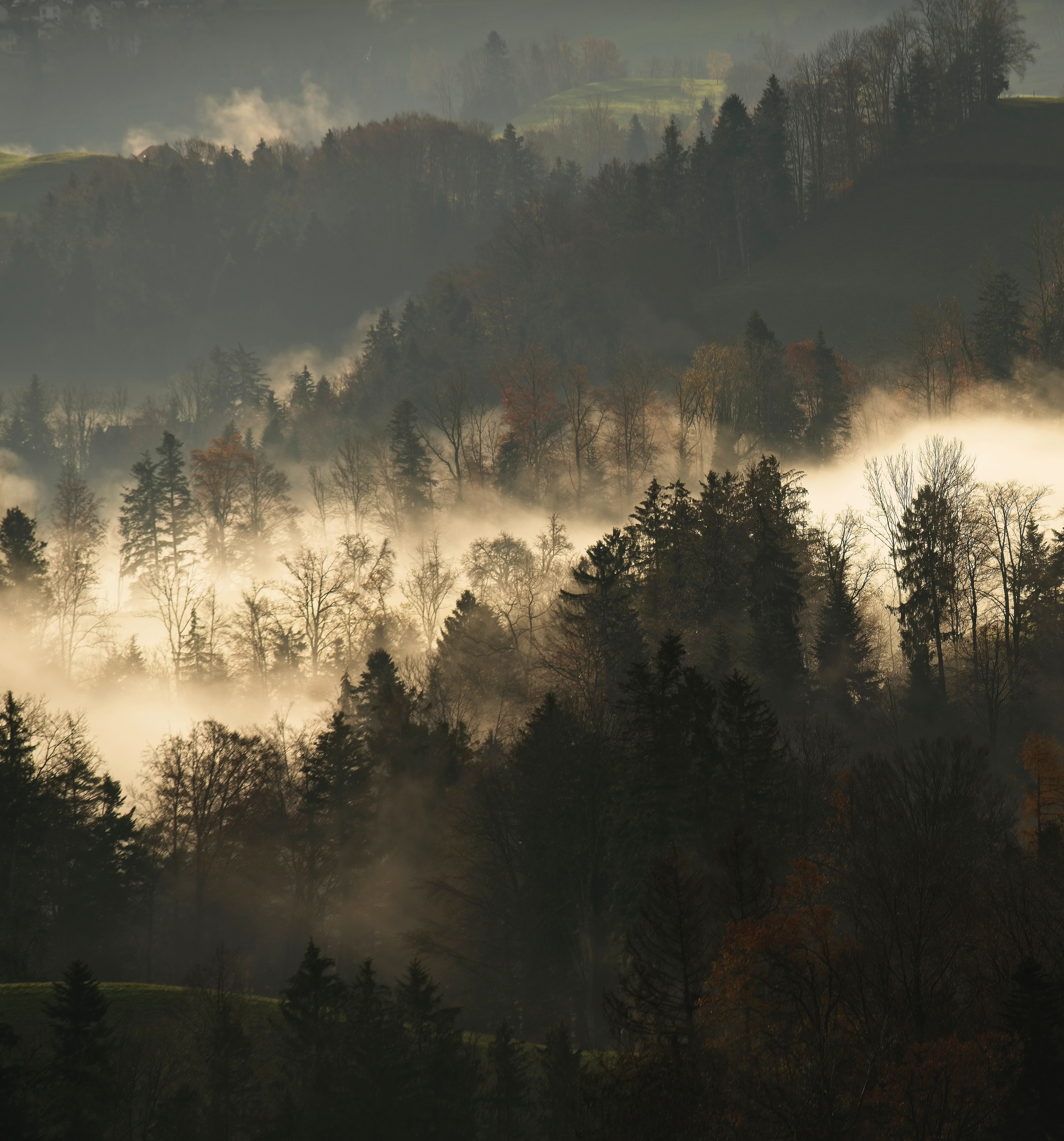 Laden Sie das Wald, Nebel, Geäst, Zweige, Natur, Bäume, Dunkel-Bild kostenlos auf Ihren PC-Desktop herunter