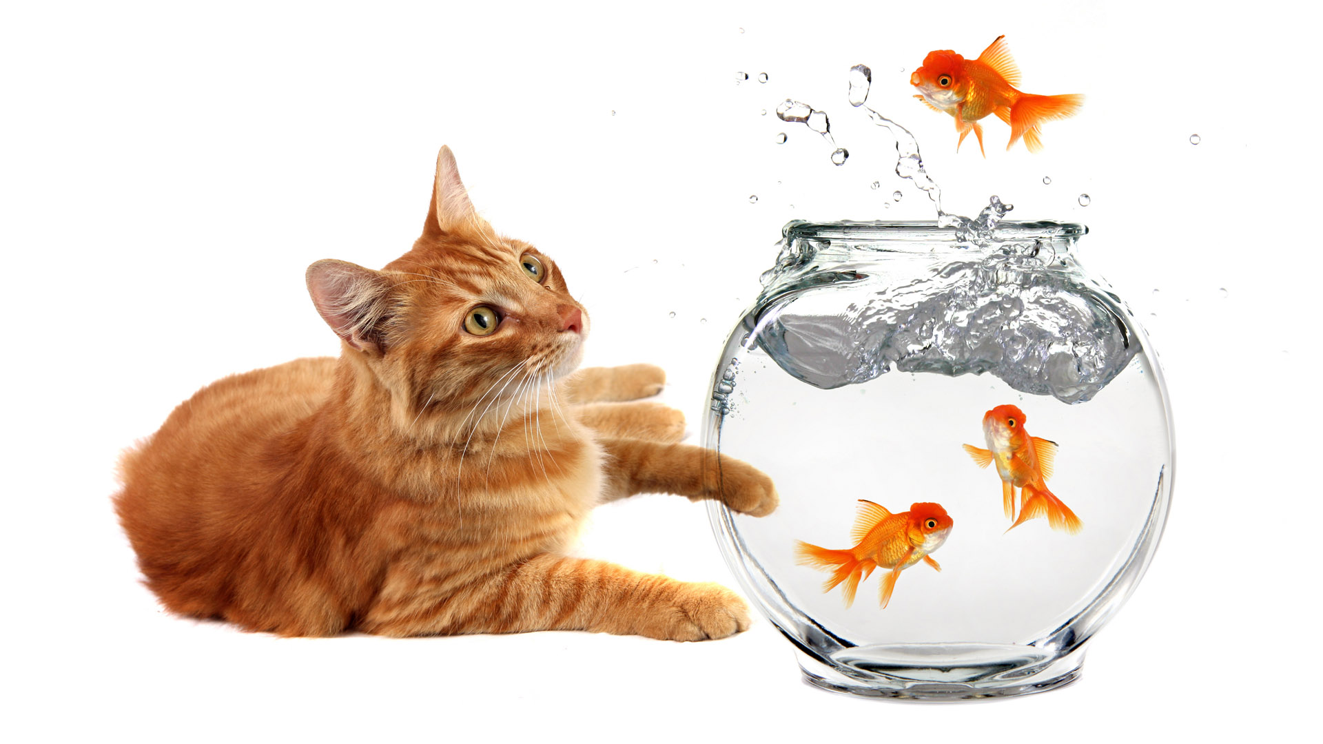 HD desktop wallpaper: Cats, Cat, Animal, Fish, Goldfish download free  picture #261183