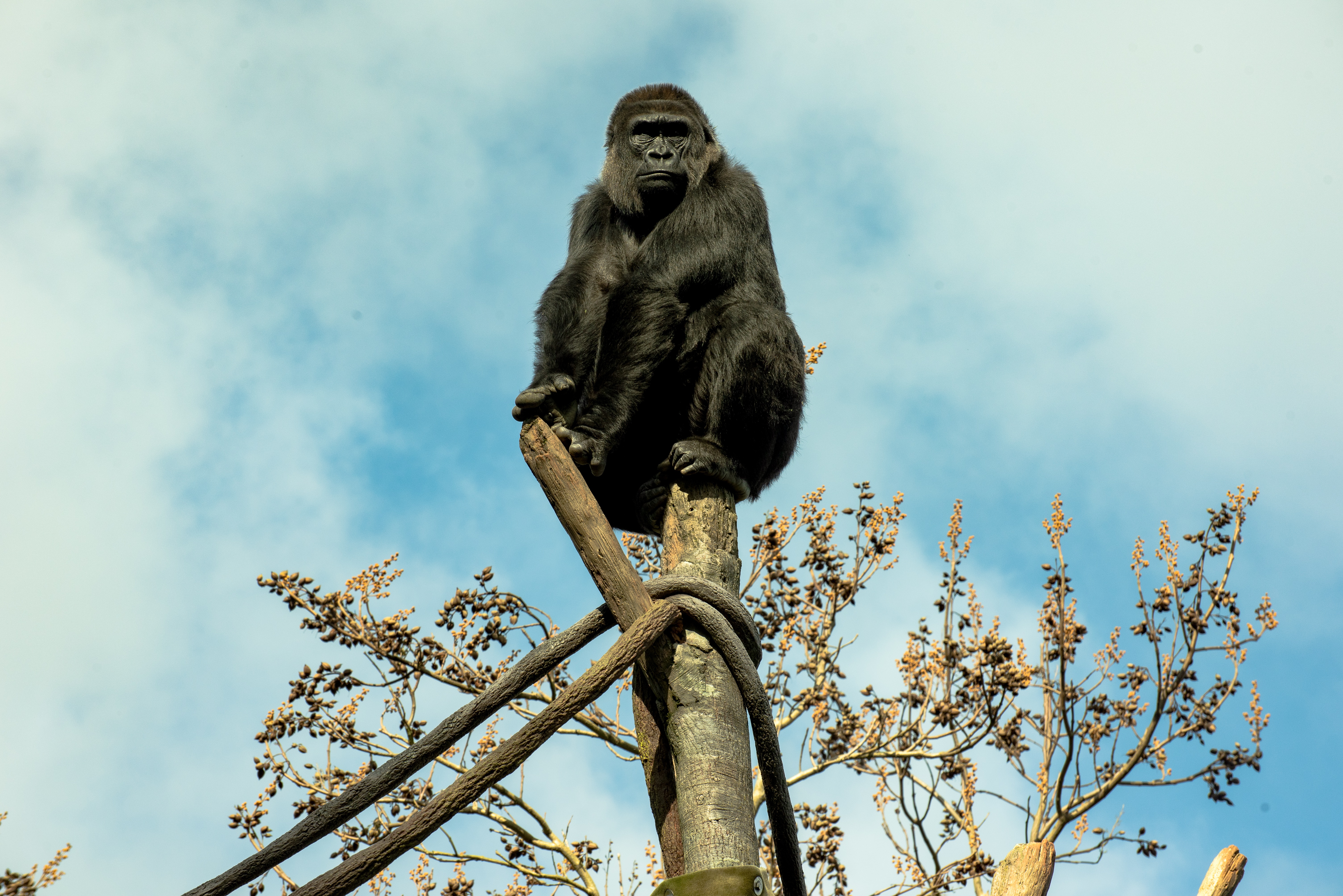 482987 Bild herunterladen tiere, gorilla, affe, primas, zoo, affen - Hintergrundbilder und Bildschirmschoner kostenlos