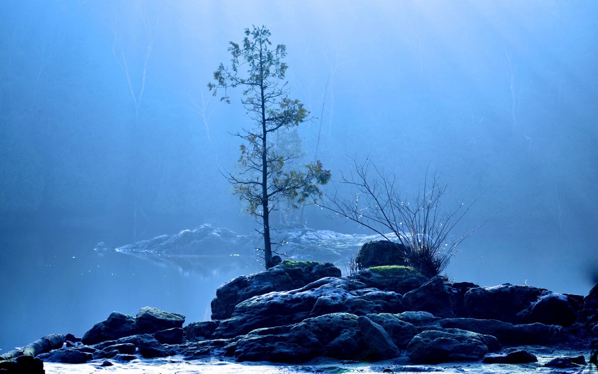 Одинокое дерево над озером голубой туман