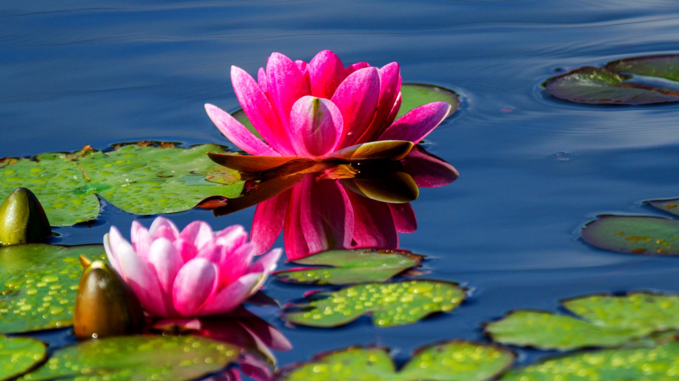 water lily, earth, flower, lily pad, flowers