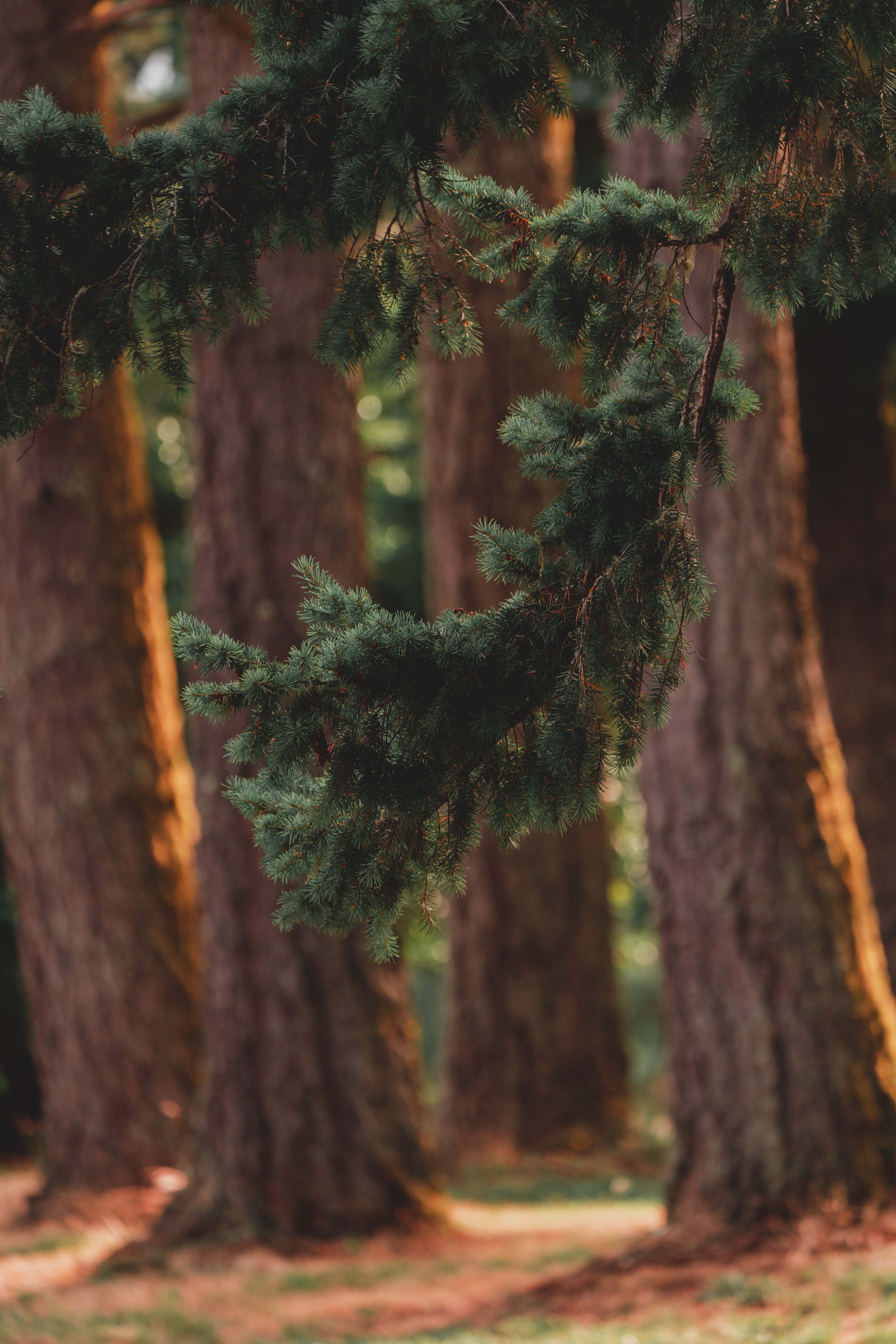 nature, trees, pine, coniferous, forest, branch