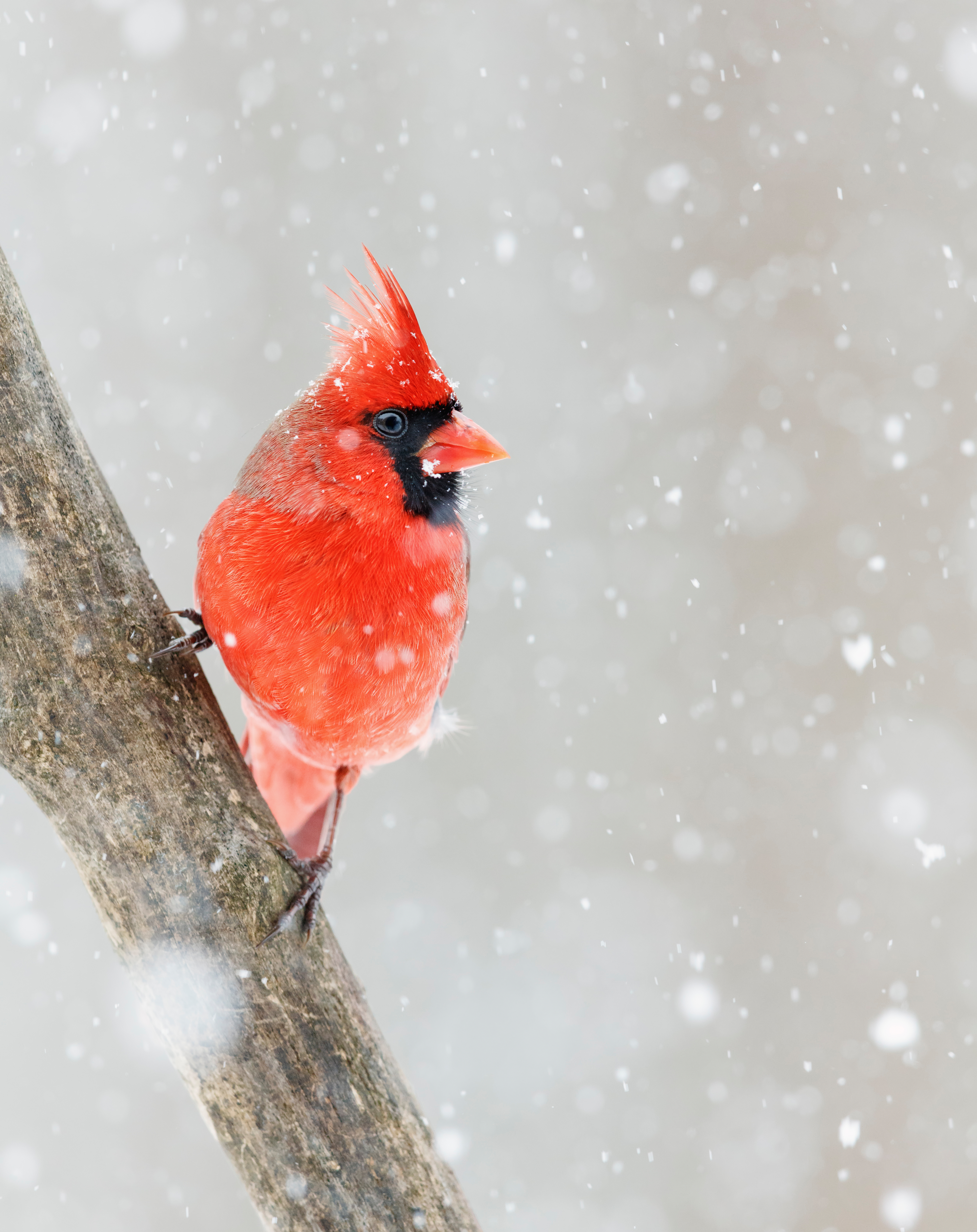 bird, animals, snow, red, red cardinal cellphone