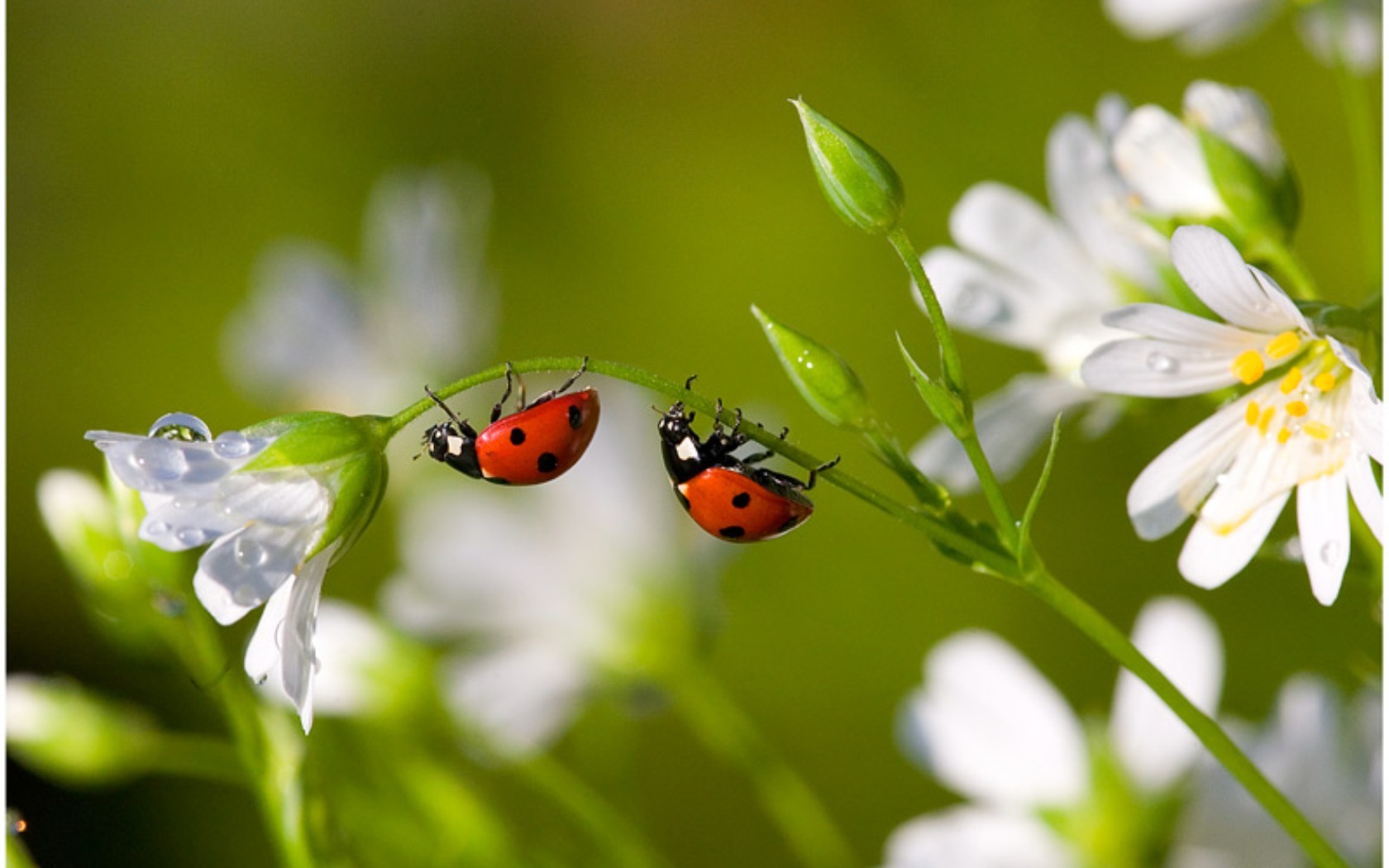 insects, green, ladybugs