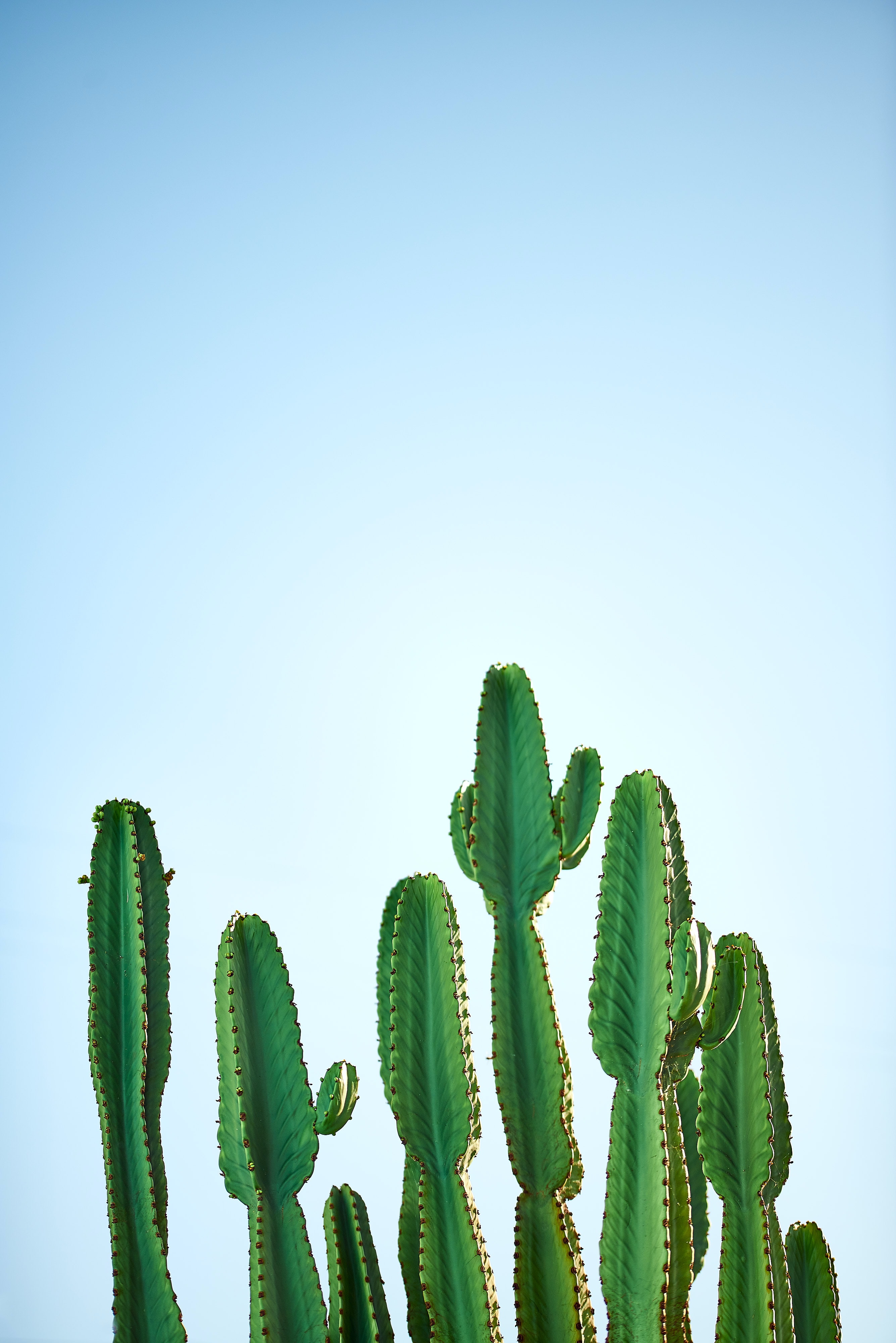 focus, nature, sky, plant, cactus, thorns, prickles 2160p
